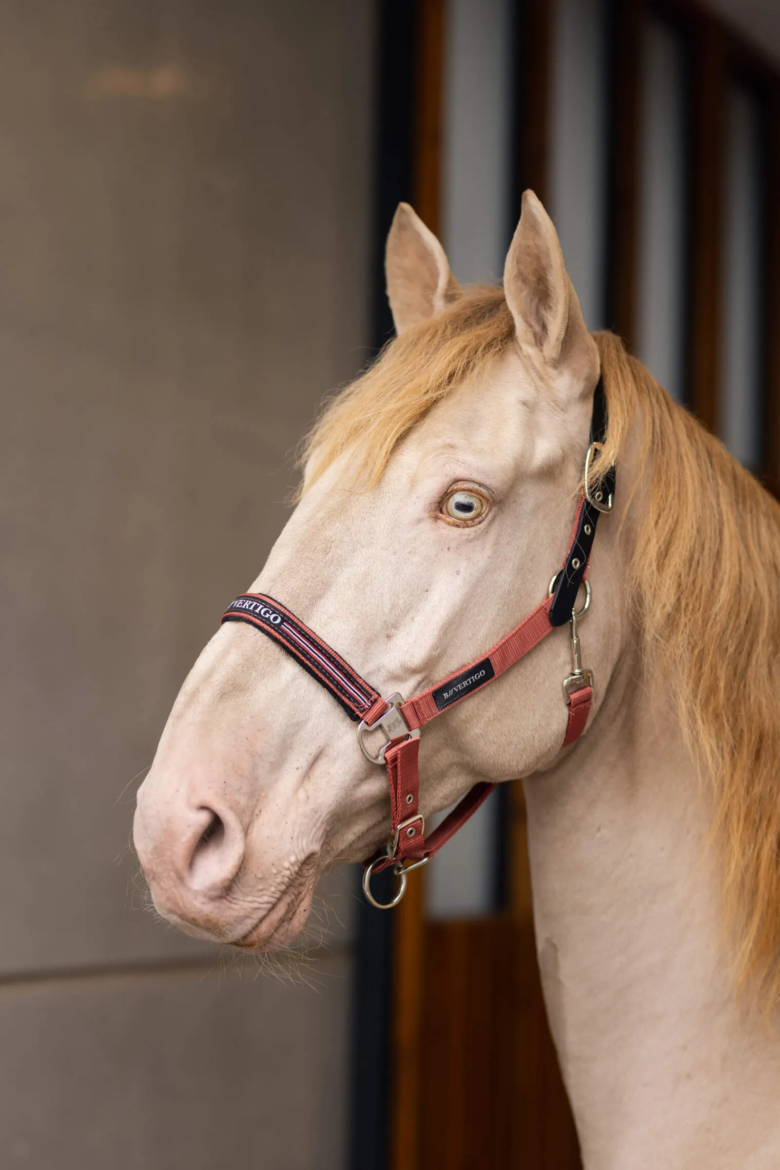 Fashion B Vertigo Empowerment Field-Safe Halter Headcollars & Halters