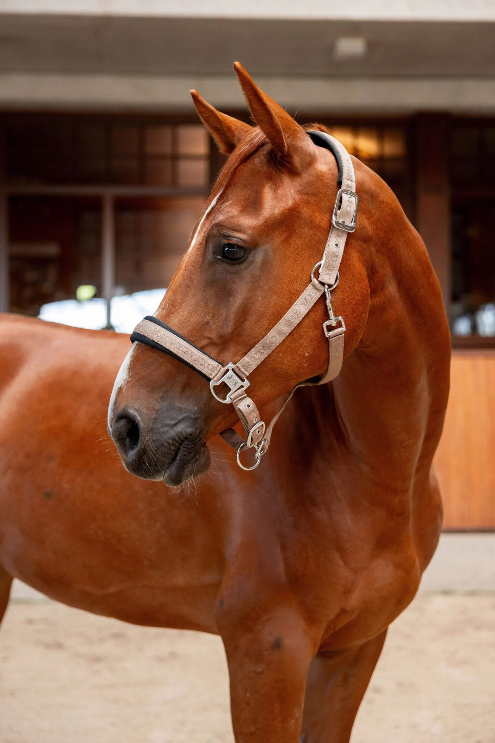 Fashion B Vertigo High Altitude Embossed Halter Headcollars & Halters