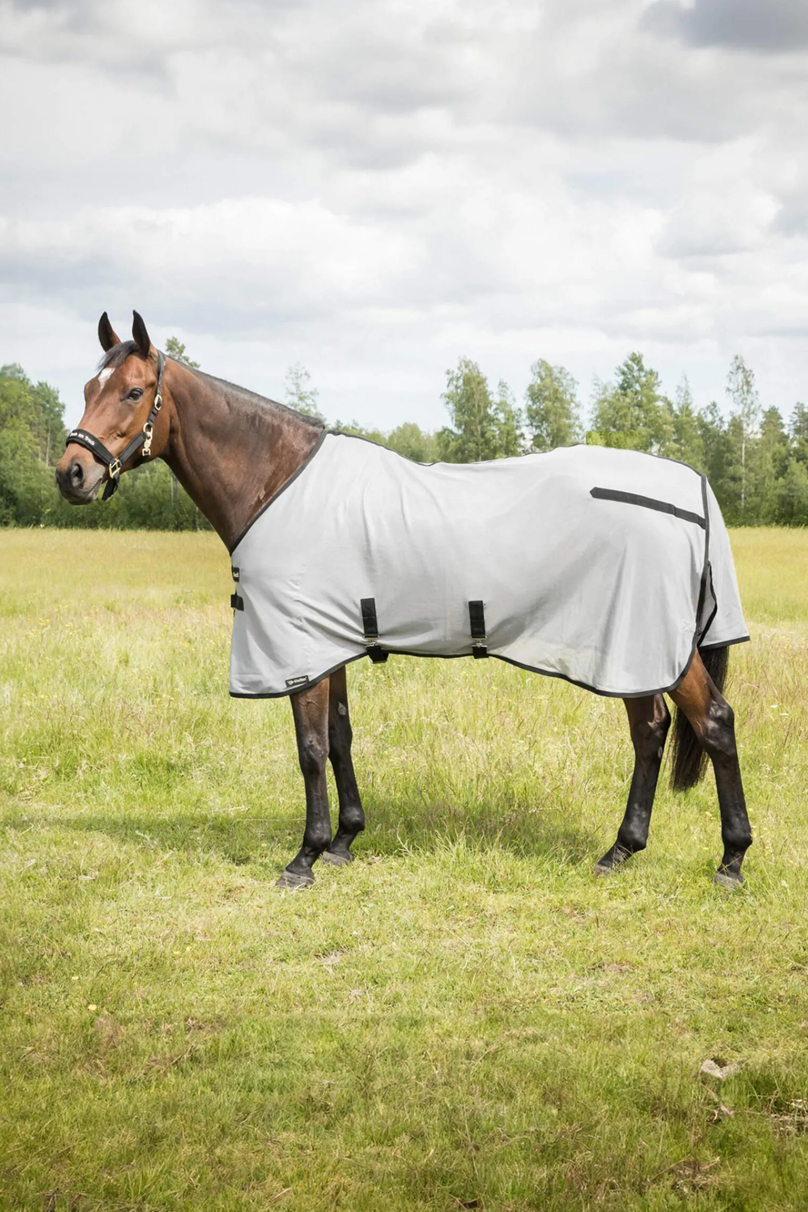 Outlet Back on Track Butzer Fly Rug without Hood Fly Rugs|Fly Rugs