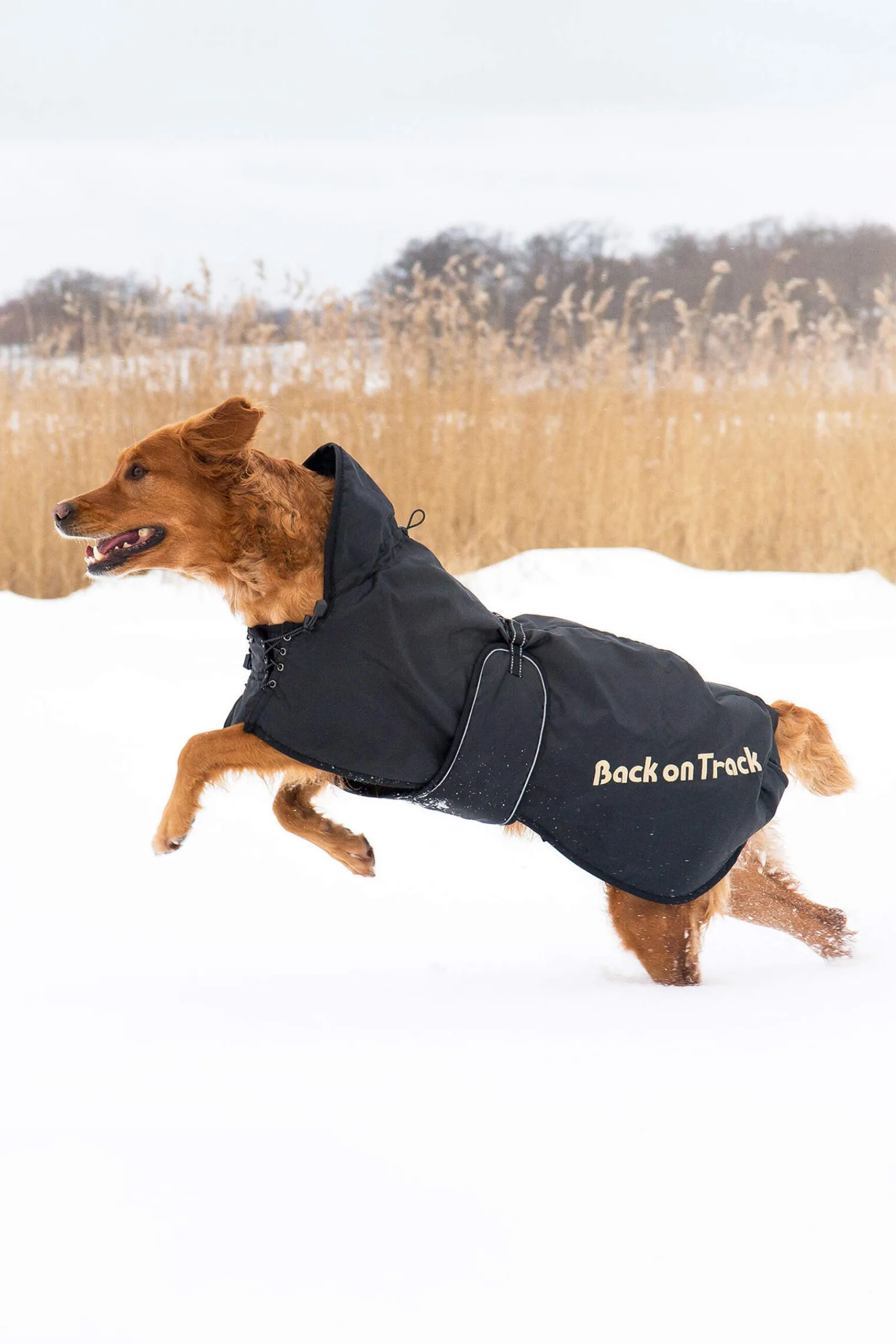 Hot Back on Track Dog Rug 43-59 Dog Rugs & Coats