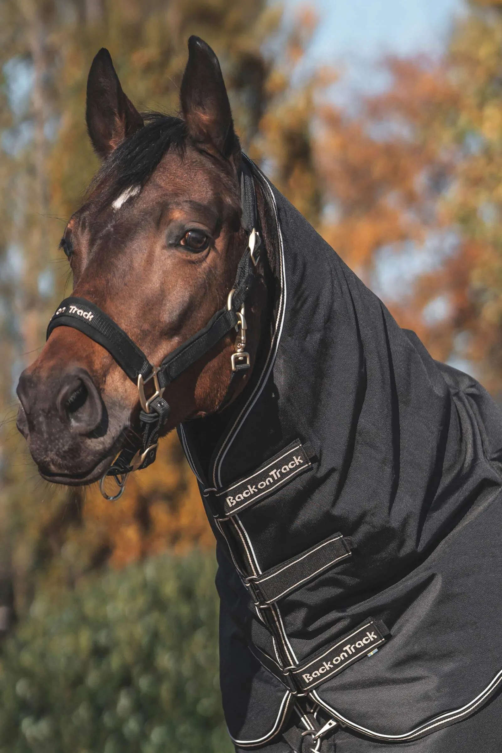 Best Back on Track Obsidian Turnout Rug With Detachable Neck, 150g Medium & Heavyweight Turnout Rugs
