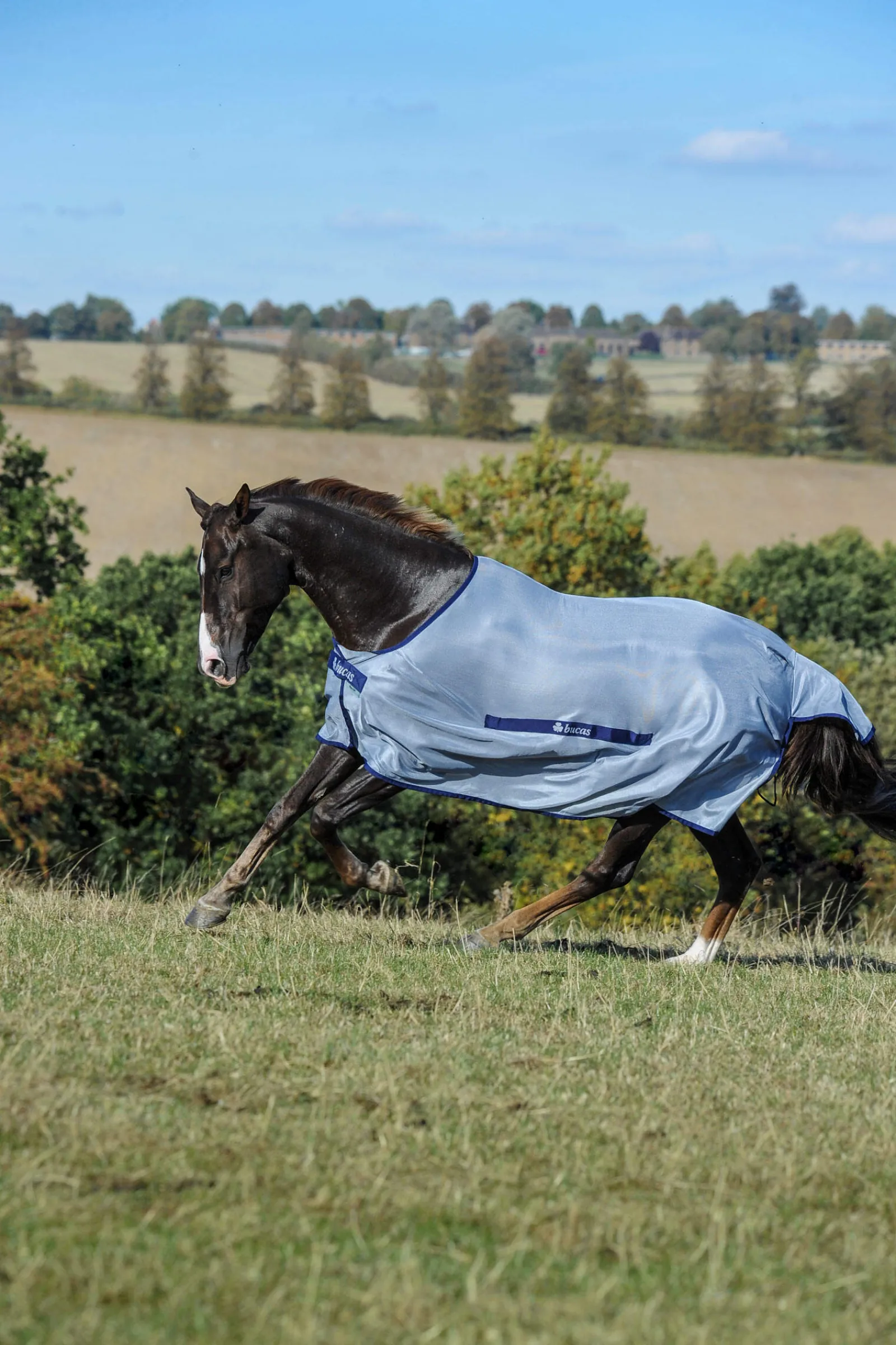 Best Buzz-Off Classic Fly Rug Fly Rugs|Fly Rugs
