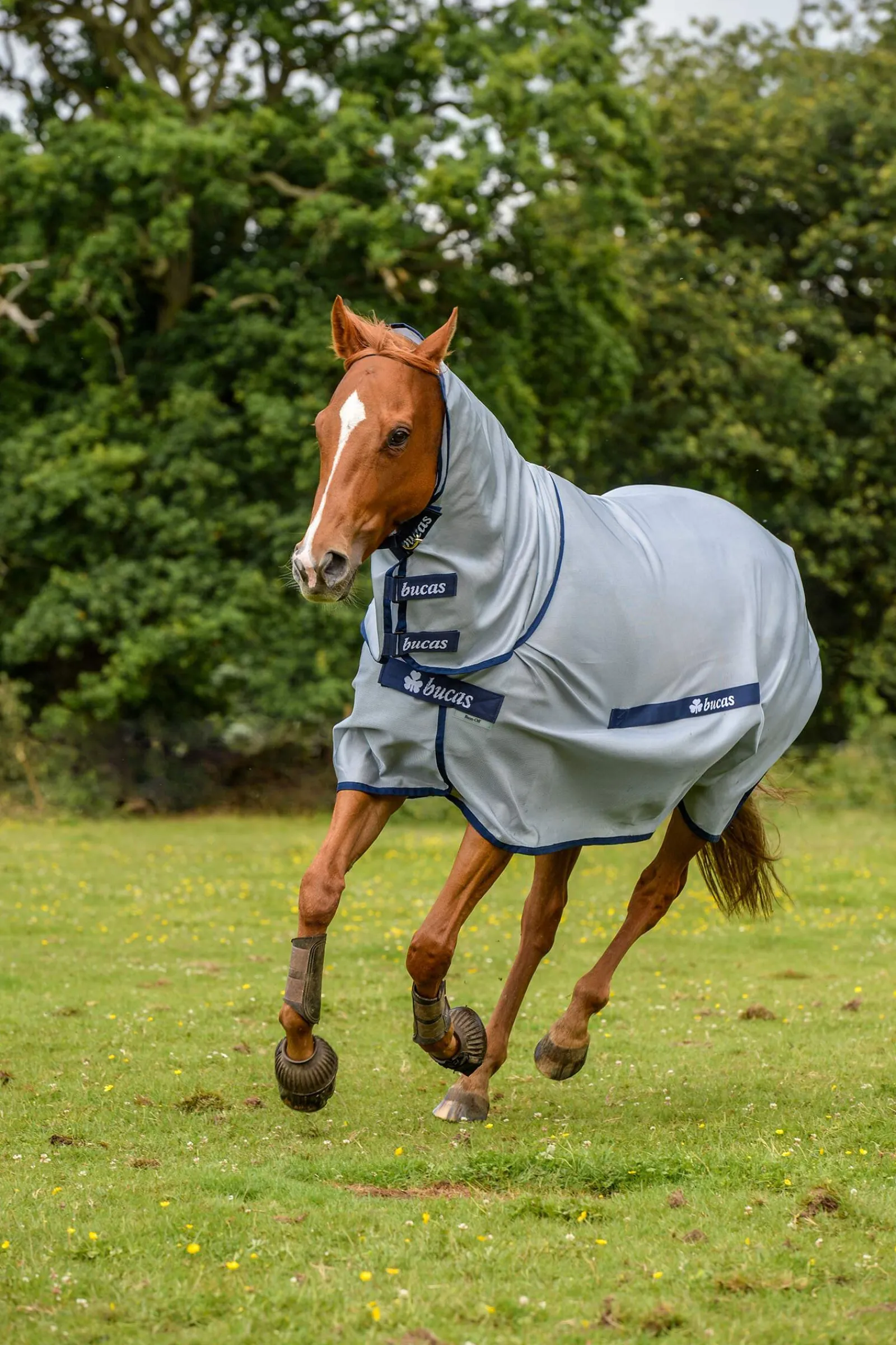 Hot Buzz-Off Full Neck Fly Rug Pony with fixed Neck Pony Rugs|Pony Rugs