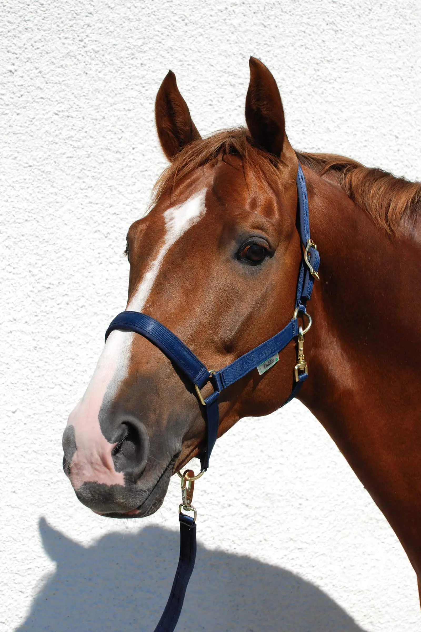 Outlet Dublin Padded Luxury Halter Headcollars & Halters