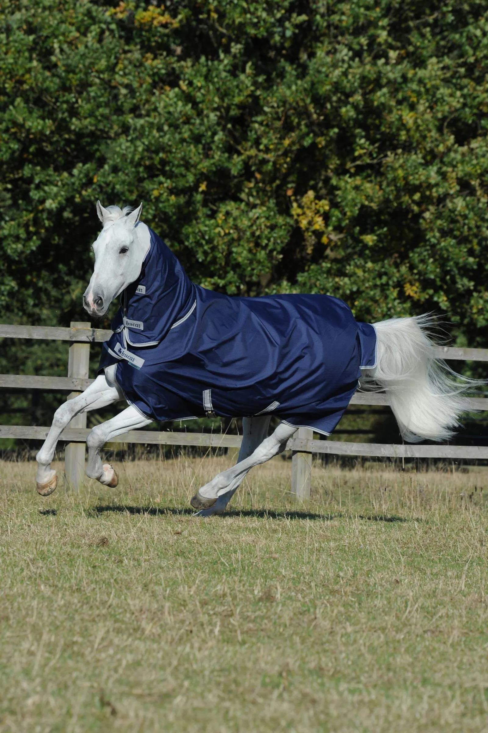 Clearance Freedom Light Turnout Rug with fixed Full Neck, 0g Lightweight Turnout Rugs