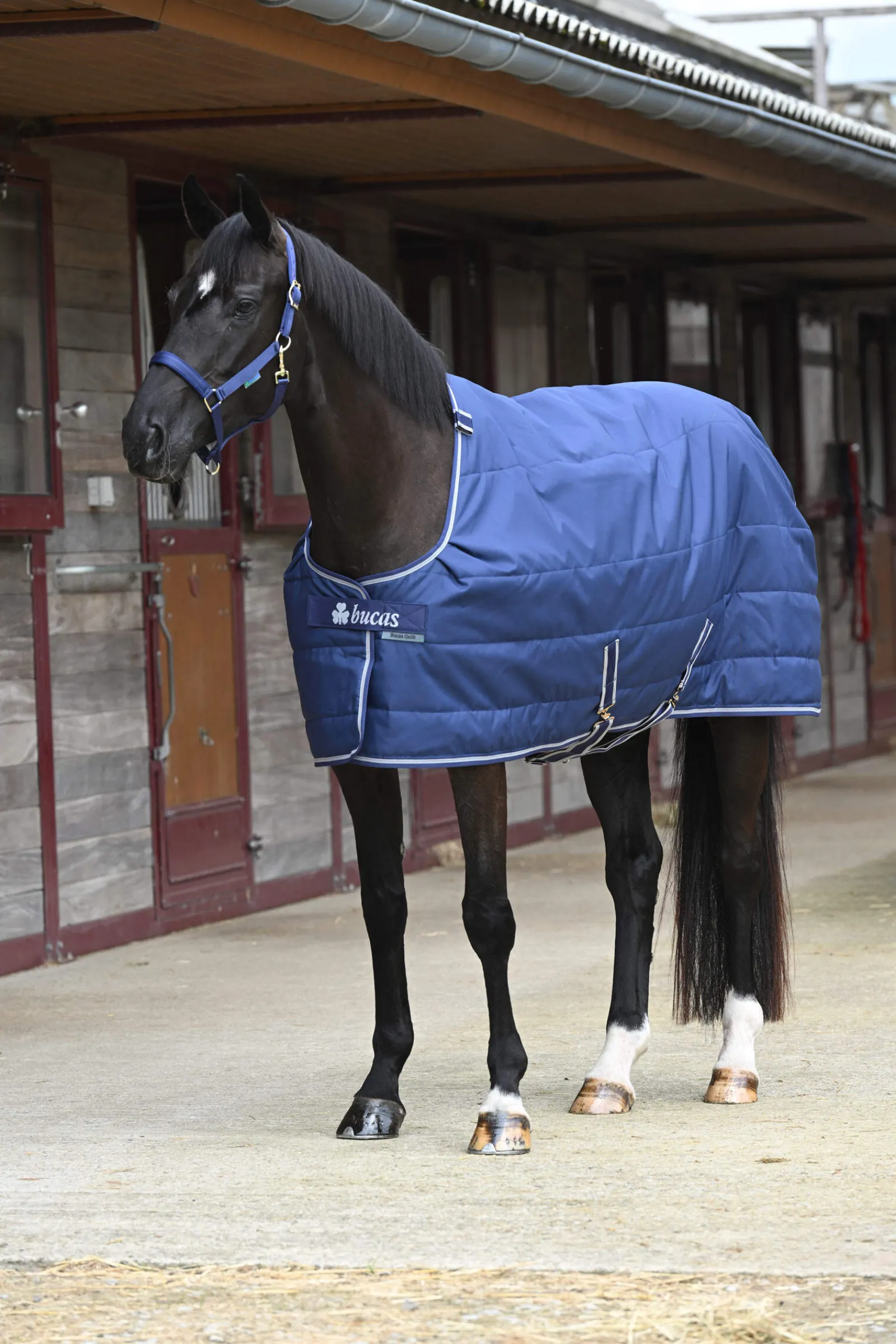 Sale Quilt Stay-dry, 150g Stable Rugs & Liners