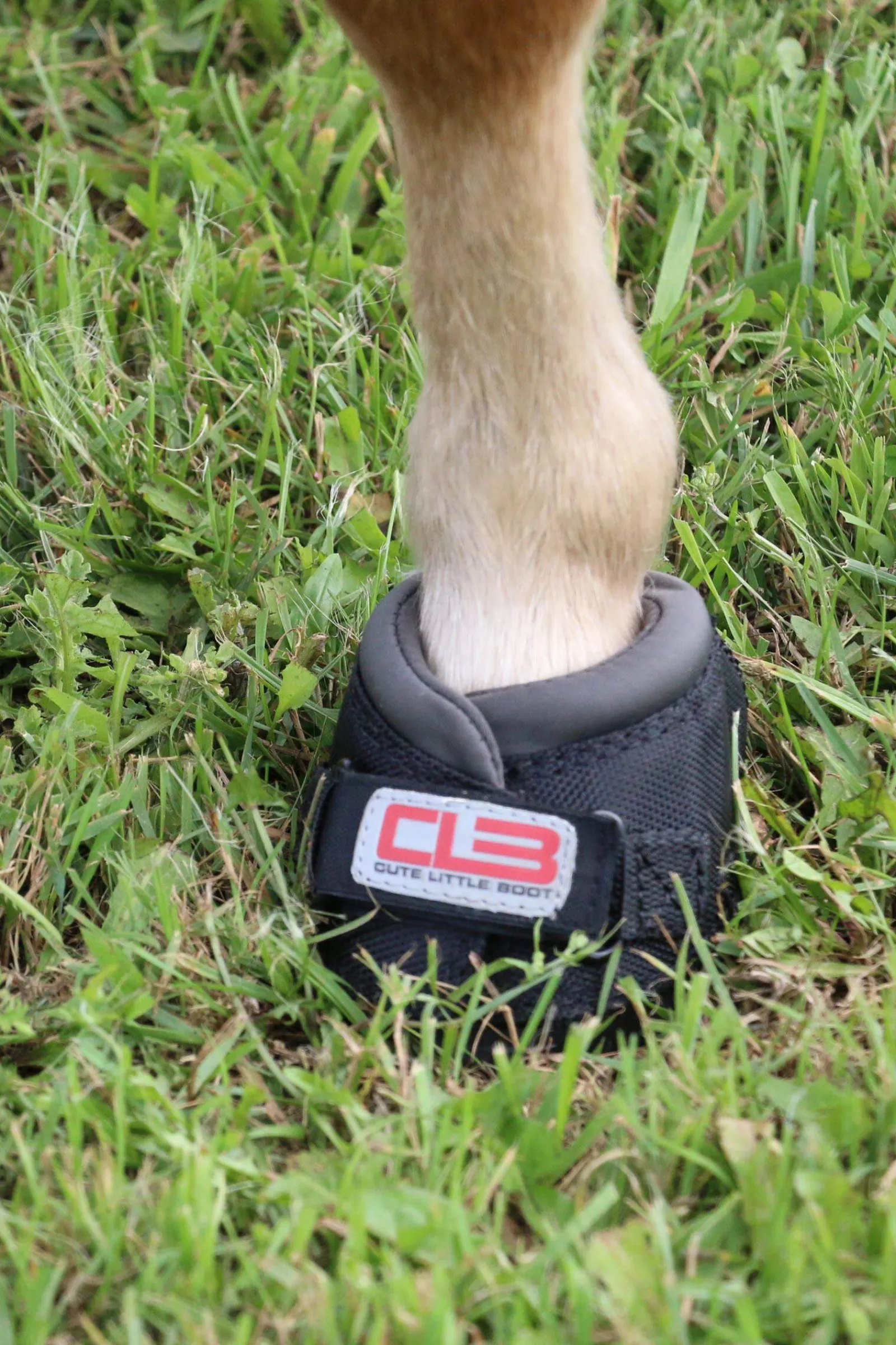 Fashion Cavallo Hoof Boots F.R.A. CLB Hoof Boots (regular/pair) Hoof Boots