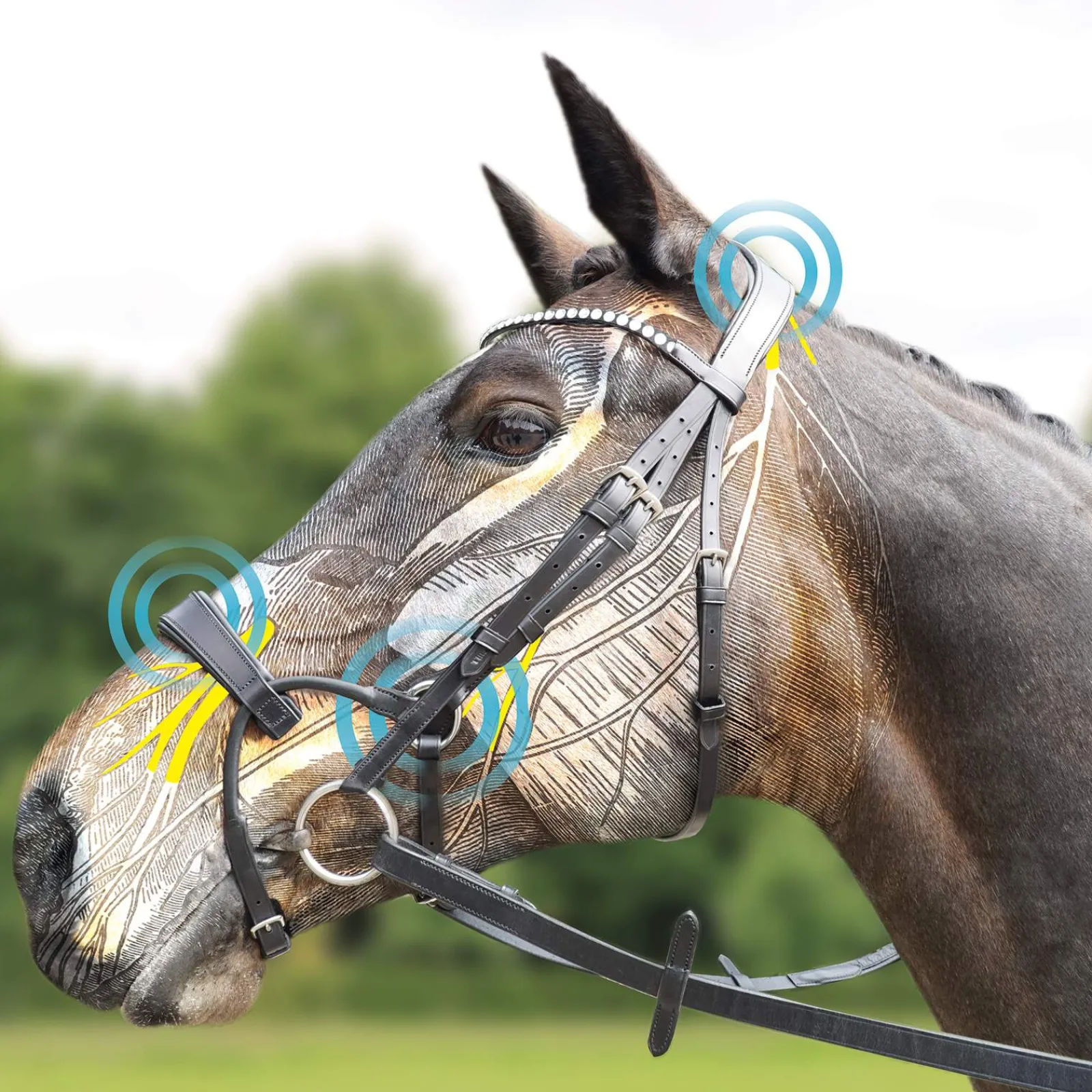 Best ComFiTec Training Bridle Pony Bridles & Halters|Bridles & Nosebands