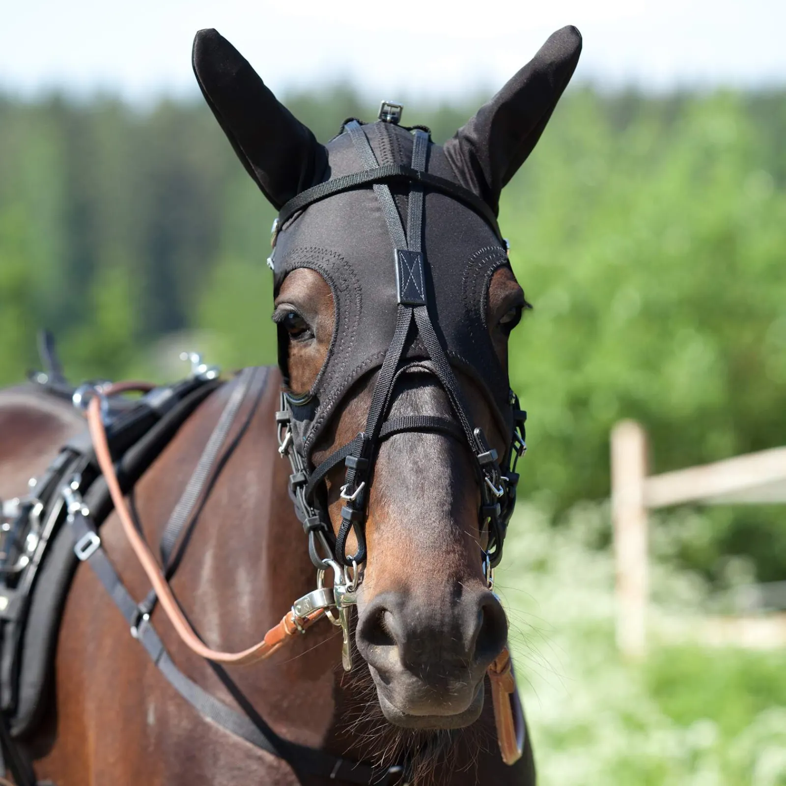 Sale Pro Synthetic Race Hood with Ears Trotting Bridles & Accessories