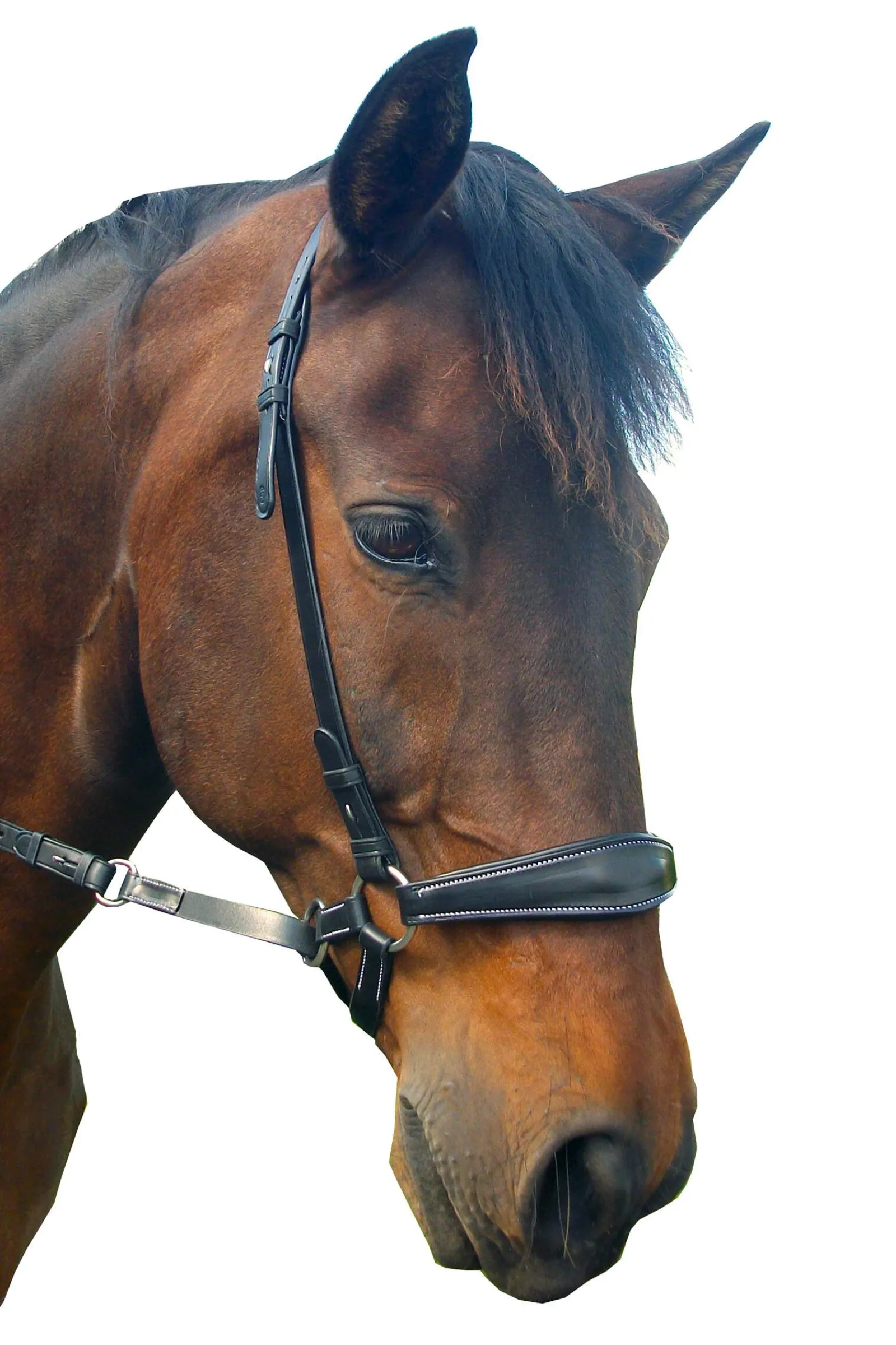 Hot F.R.A. Freedom Riding Articles Lami Bitless Bridle (System 4) w/ Reins & Studhook Connect Bridles & Nosebands