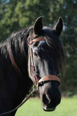 Online F.R.A. Freedom Riding Articles Diego Bitless Bridle Western|Bridles & Nosebands