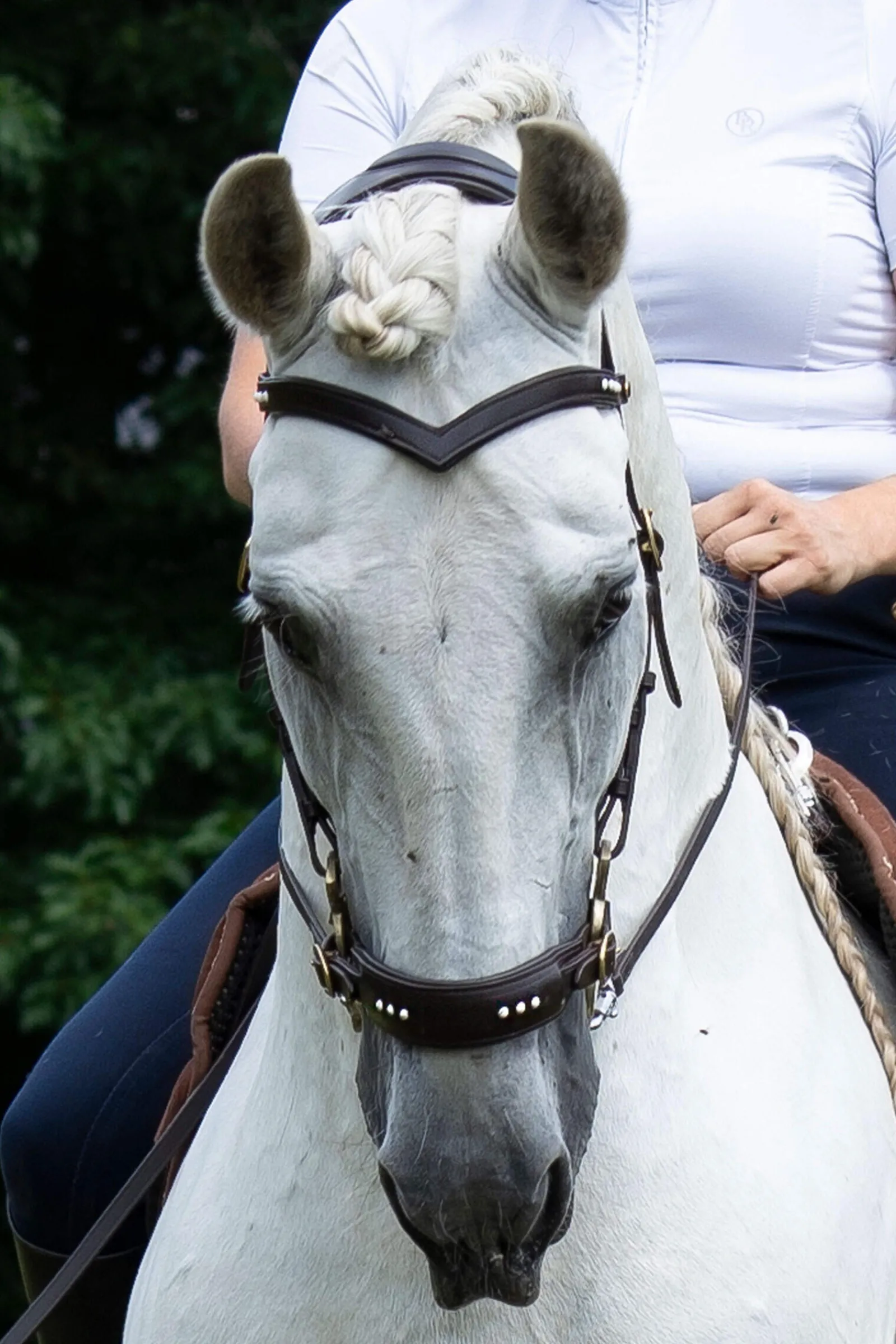 Outlet F.R.A. Freedom Riding Articles Glory Hackamore Bridle With Reins (System 2), Hackamores|Bridles & Nosebands