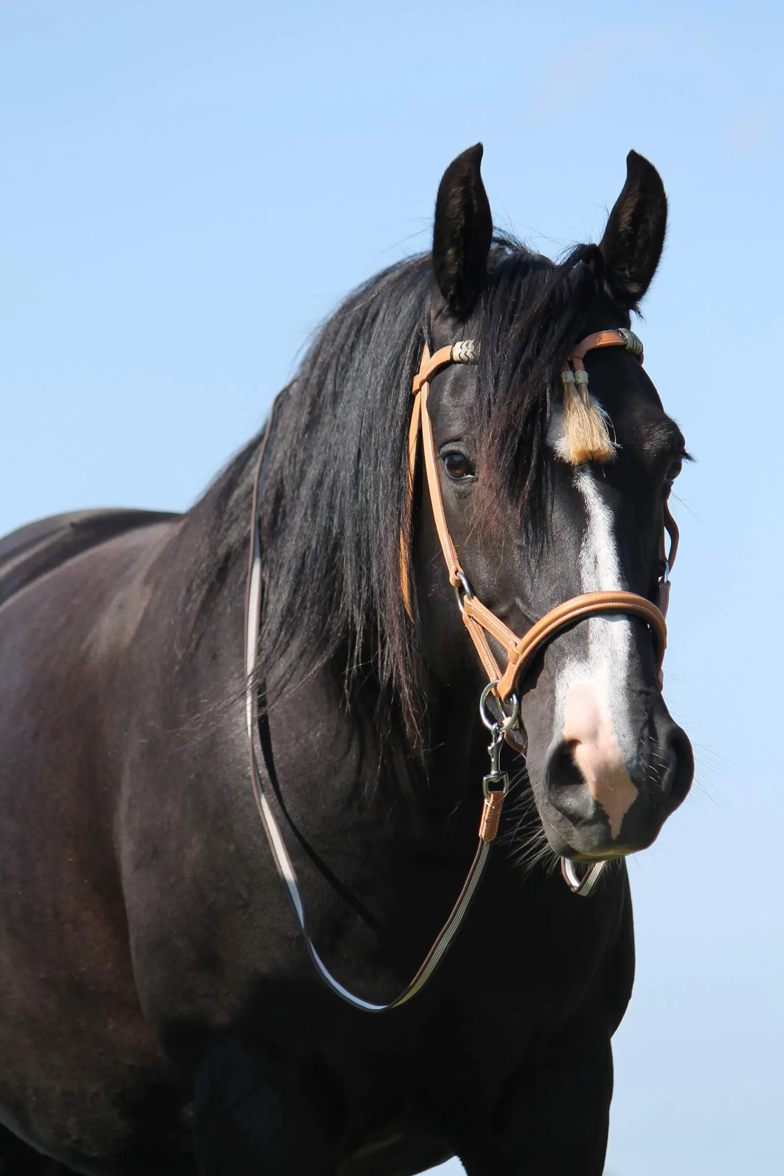 Clearance F.R.A. Freedom Riding Articles Shango Sidepull (System 3) Western Look Leather Western|Bridles & Nosebands
