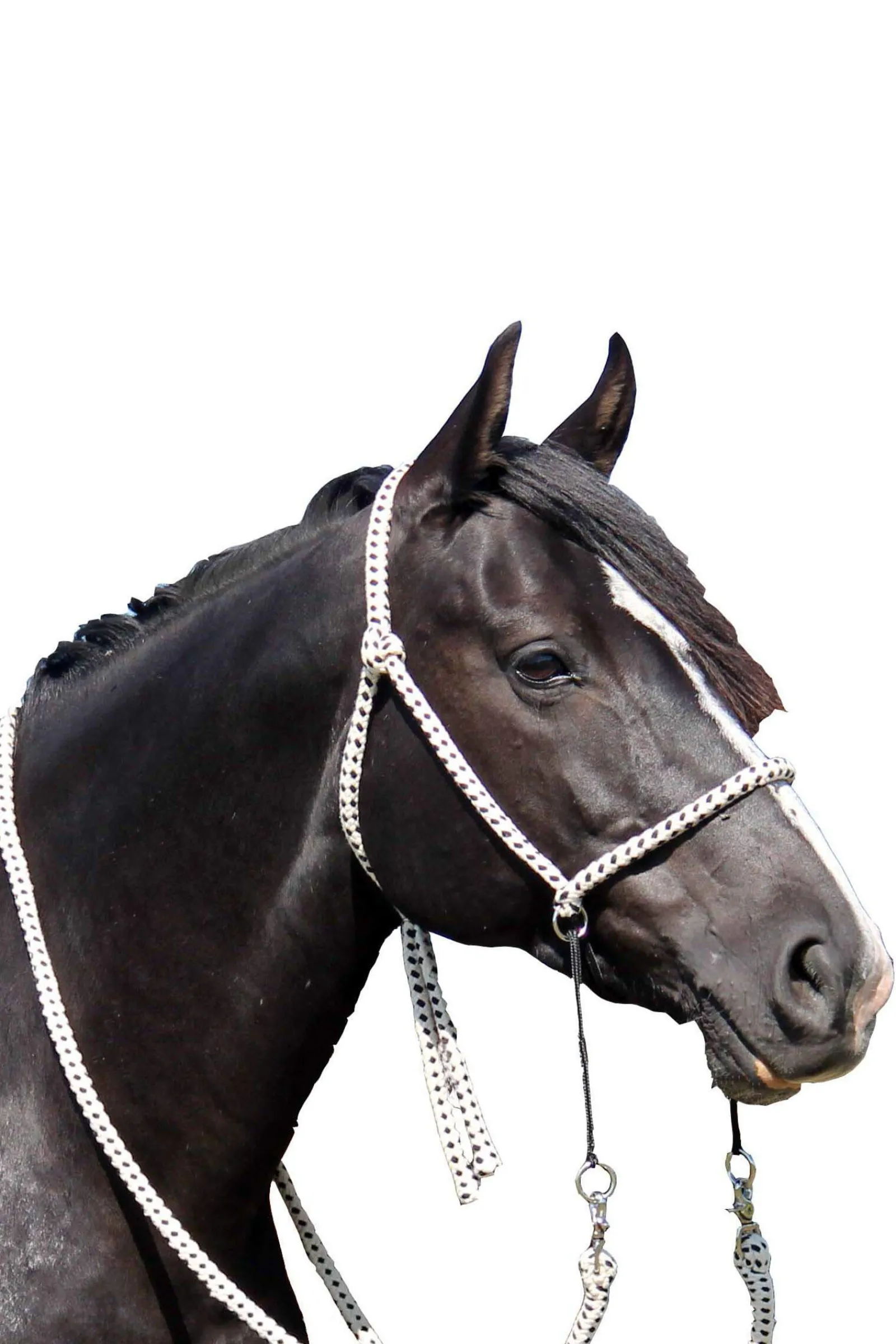 New F.R.A. Freedom Riding Articles Nanouk Bitless Bridle (System 4) Cotton w/ Clip Reins Bridles & Nosebands