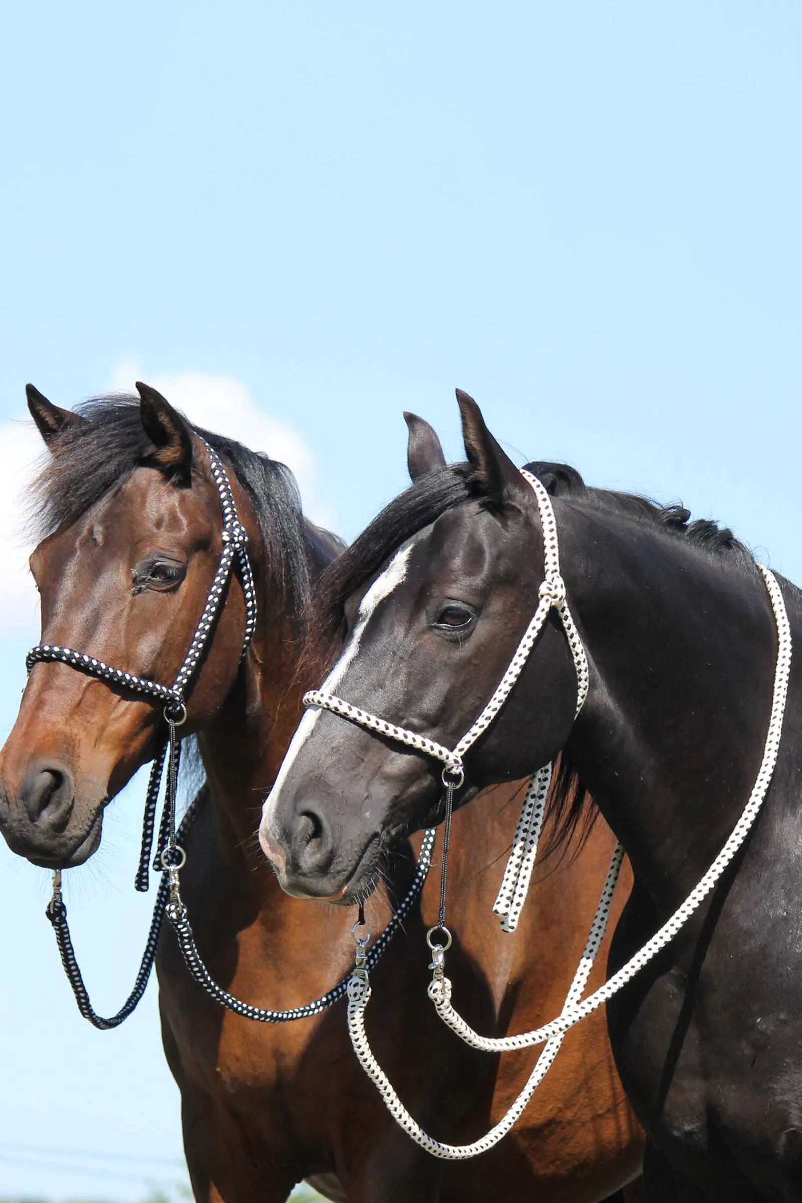 New F.R.A. Freedom Riding Articles Nanouk Bitless Bridle (System 4) Cotton w/ Clip Reins Bridles & Nosebands
