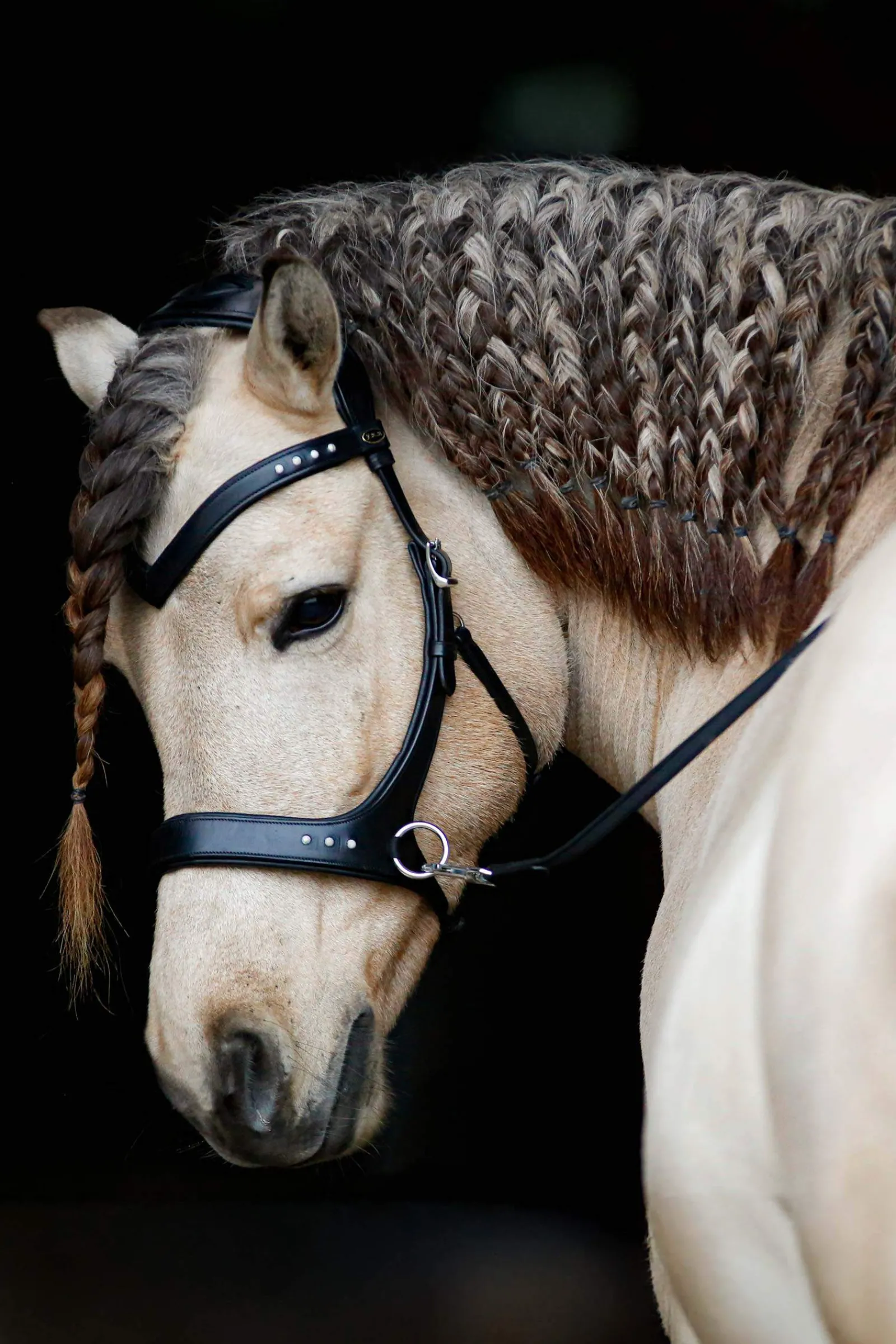 Best F.R.A. Freedom Riding Articles Glory Sidepull With Reins (System 3), Bridles & Nosebands