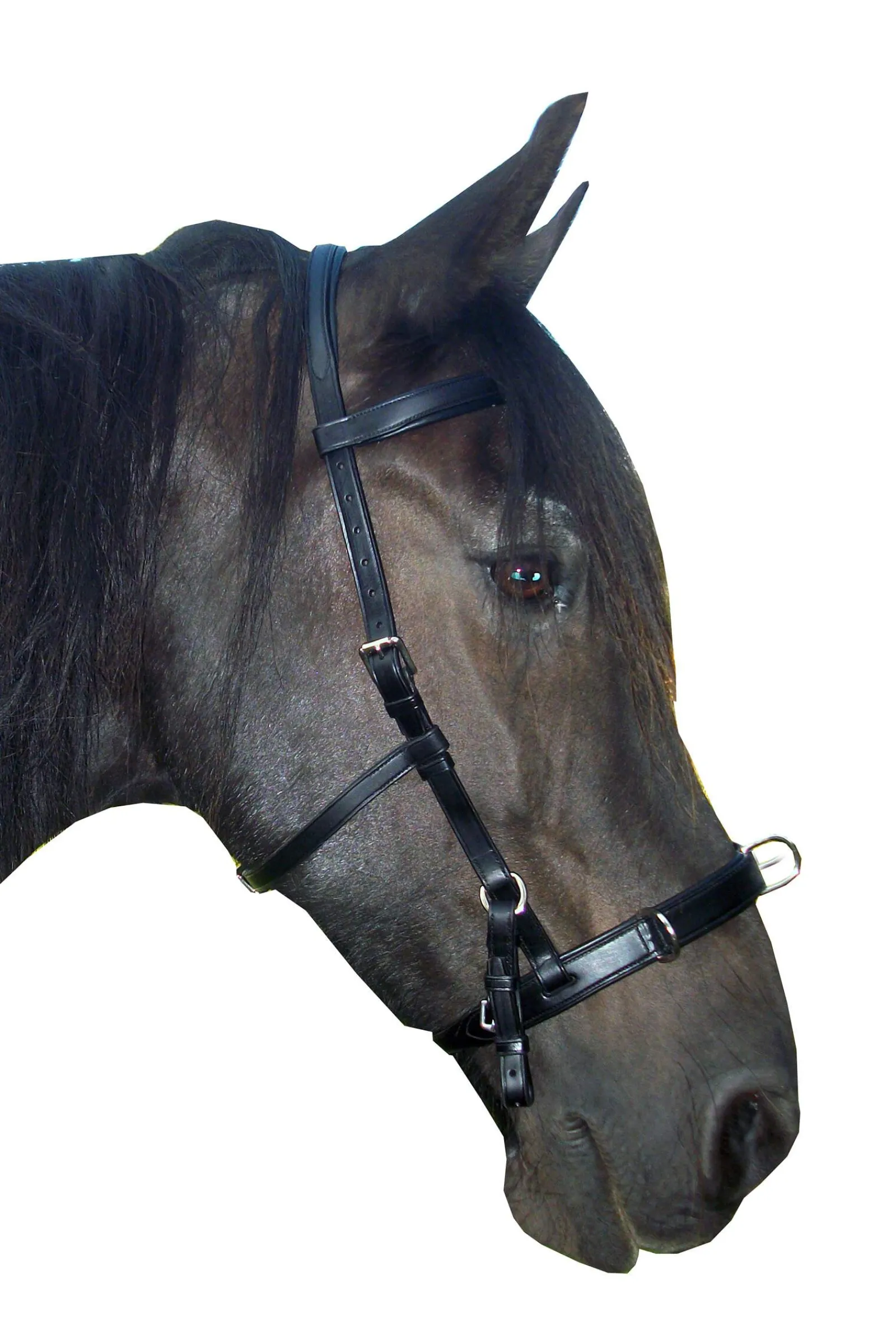 Hot F.R.A. Freedom Riding Articles Baro Cavesson, Leather (Shire) Lunging Cavessons|Lunging Cavessons