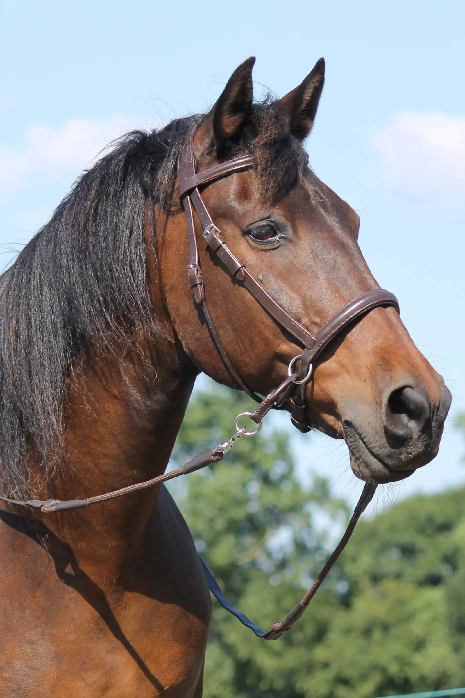Outlet F.R.A. Freedom Riding Articles El Camin Bitless Bridle (System 5) w/ soft Reins Bridles & Nosebands