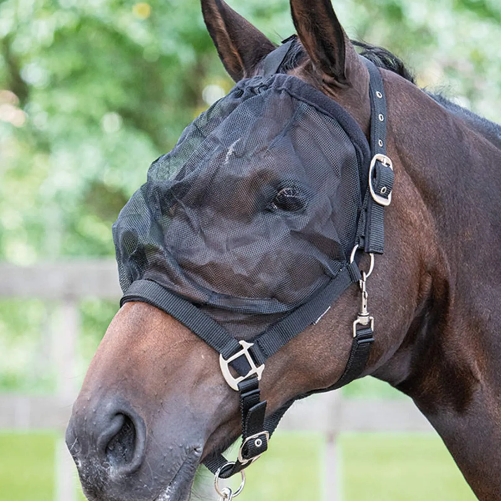 Fashion Harry Headcollars & Halters
