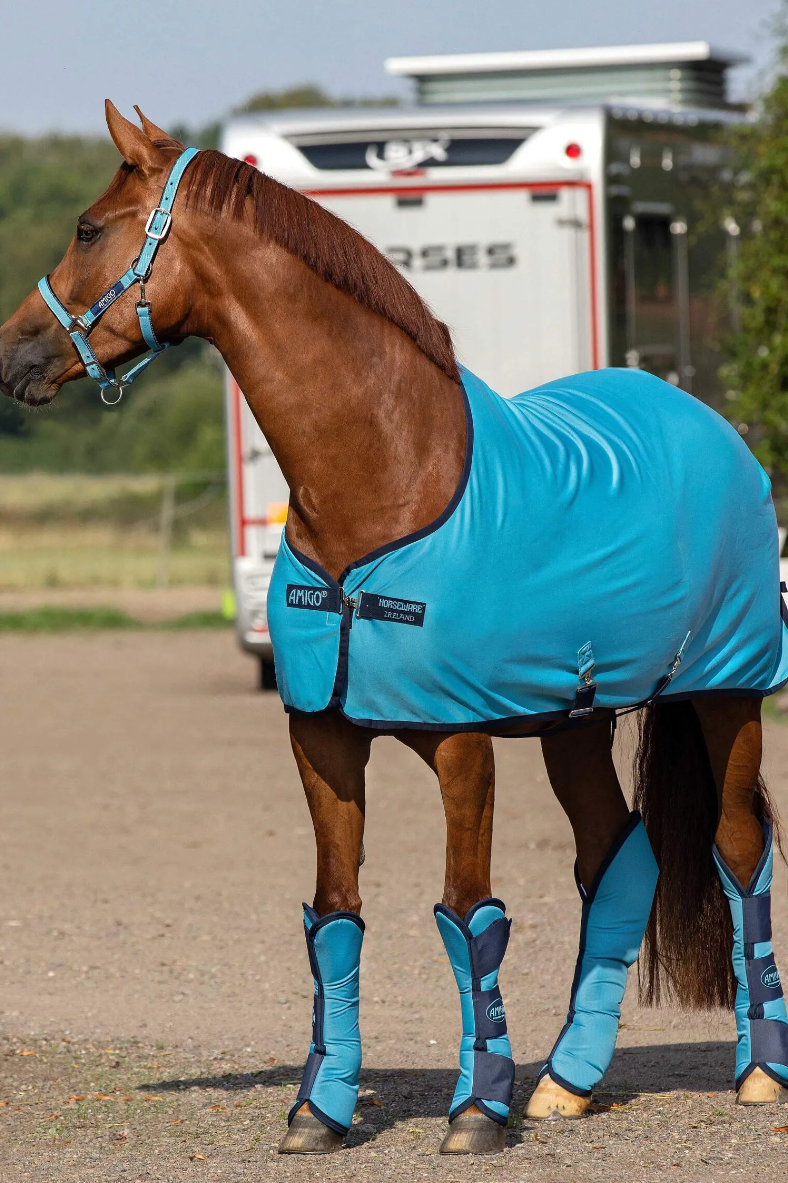 Clearance Amigo Jersey Cooler Fleece Horse Rugs & Cooler Rugs