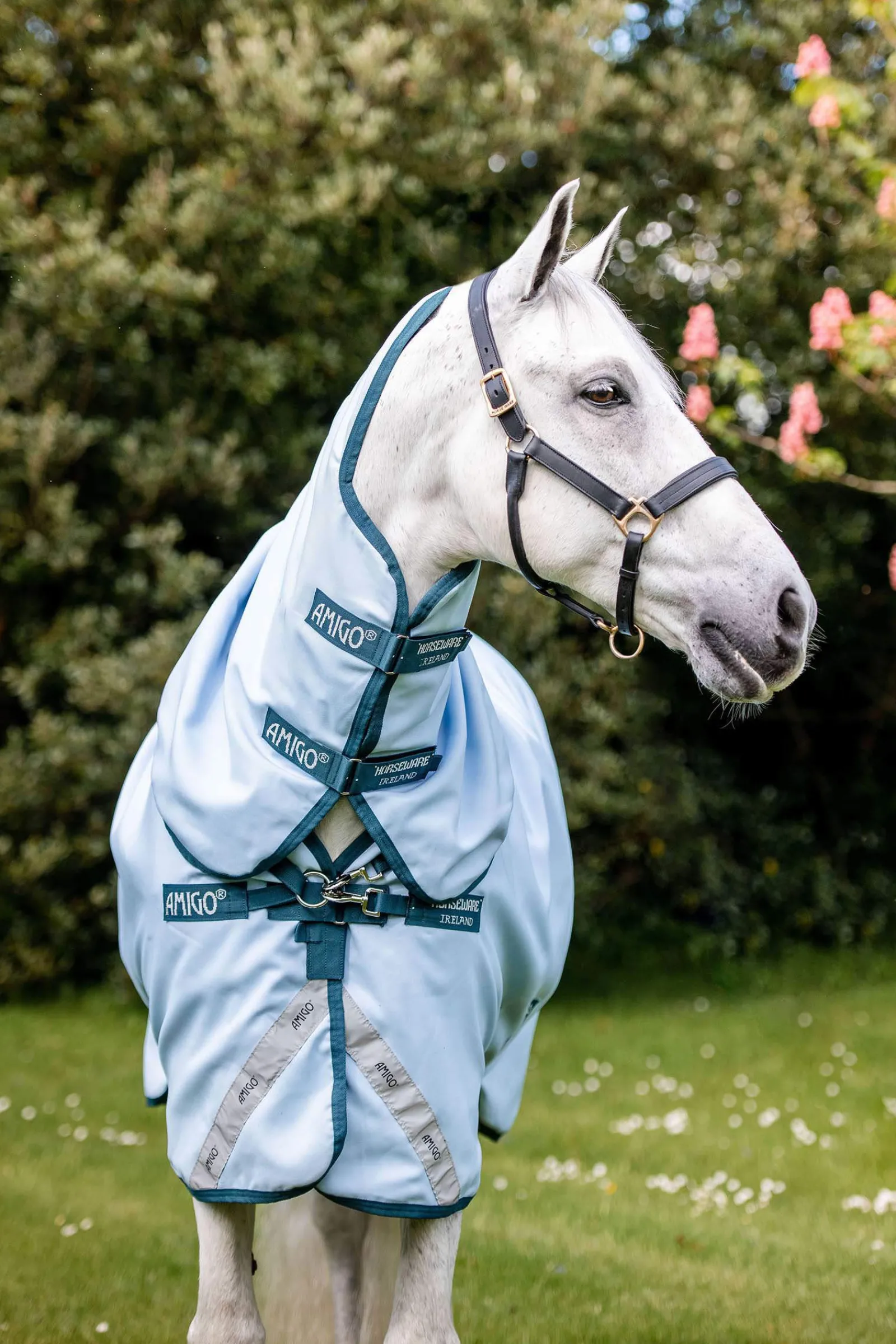 Discount Amigo Plant Dye Turnout Rug, 50g Lightweight Turnout Rugs