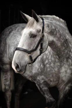 Outlet Rambo Micklem Headcollar Headcollars & Halters