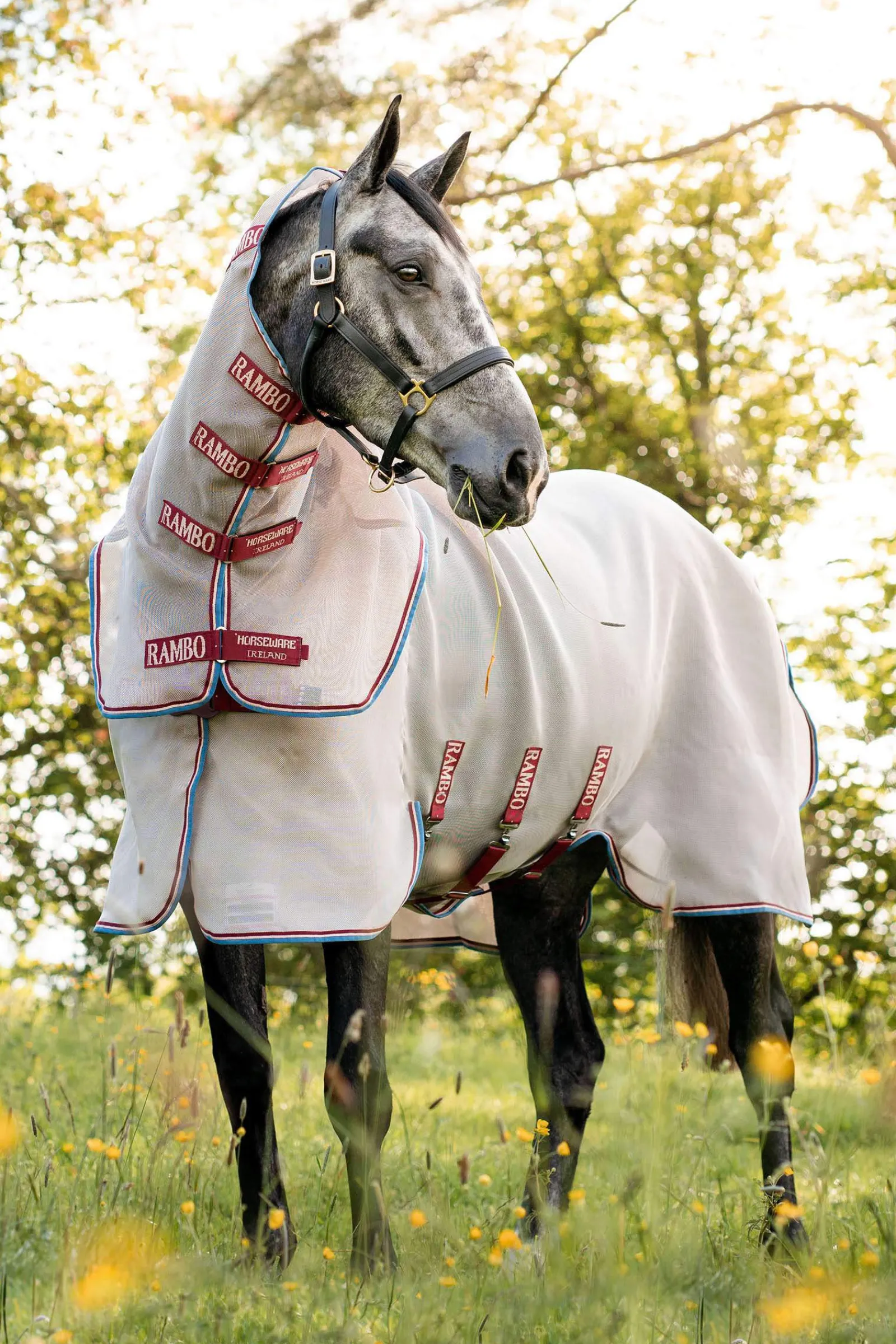 Discount Rambo Protector Fly Rug With Detachable Neck and Disc Front Fly Rugs|Fly Rugs