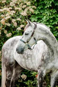 Hot Signature Braided Headcollar Headcollars & Halters