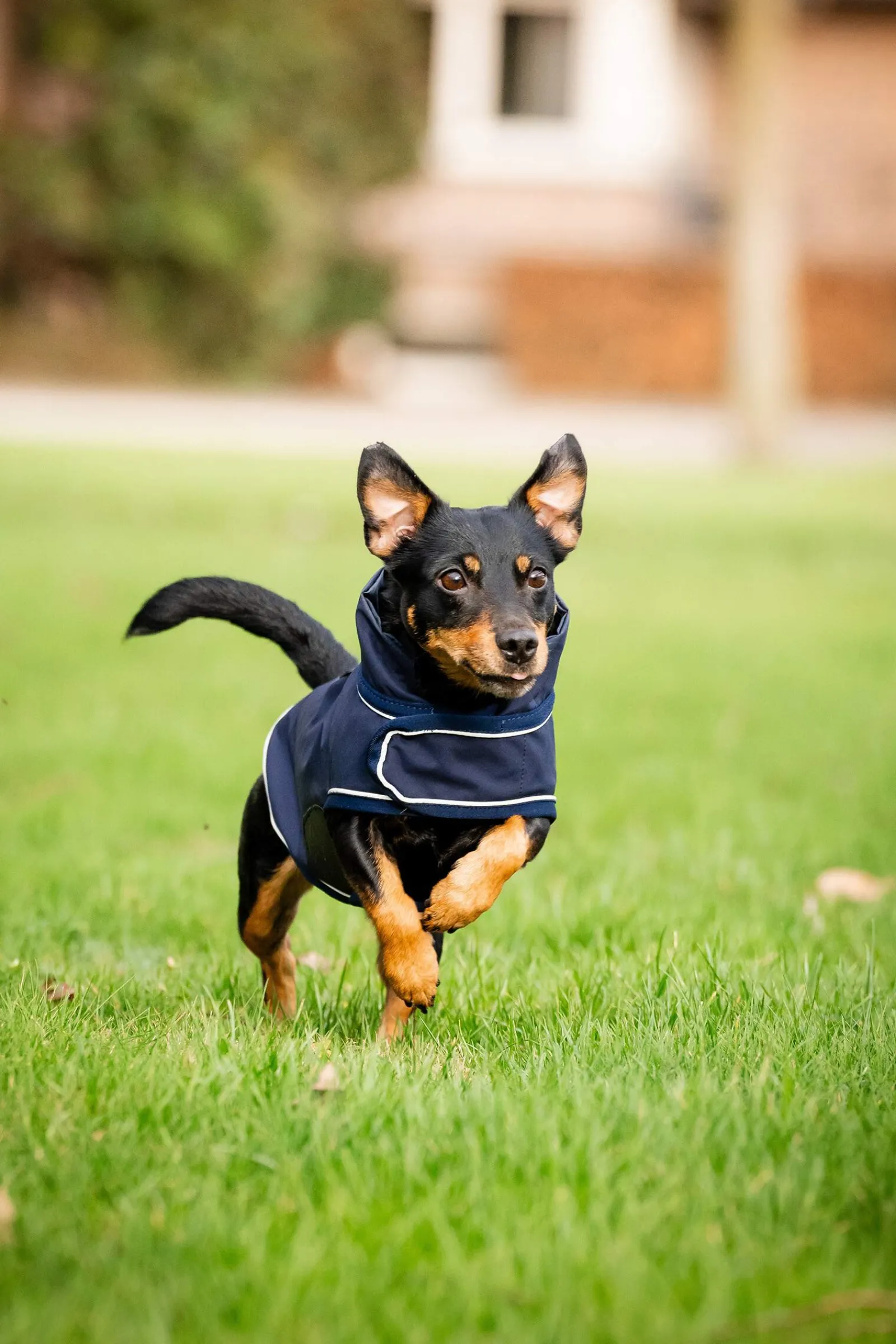Best Signature Dog Rain Coat Dog Rugs & Coats