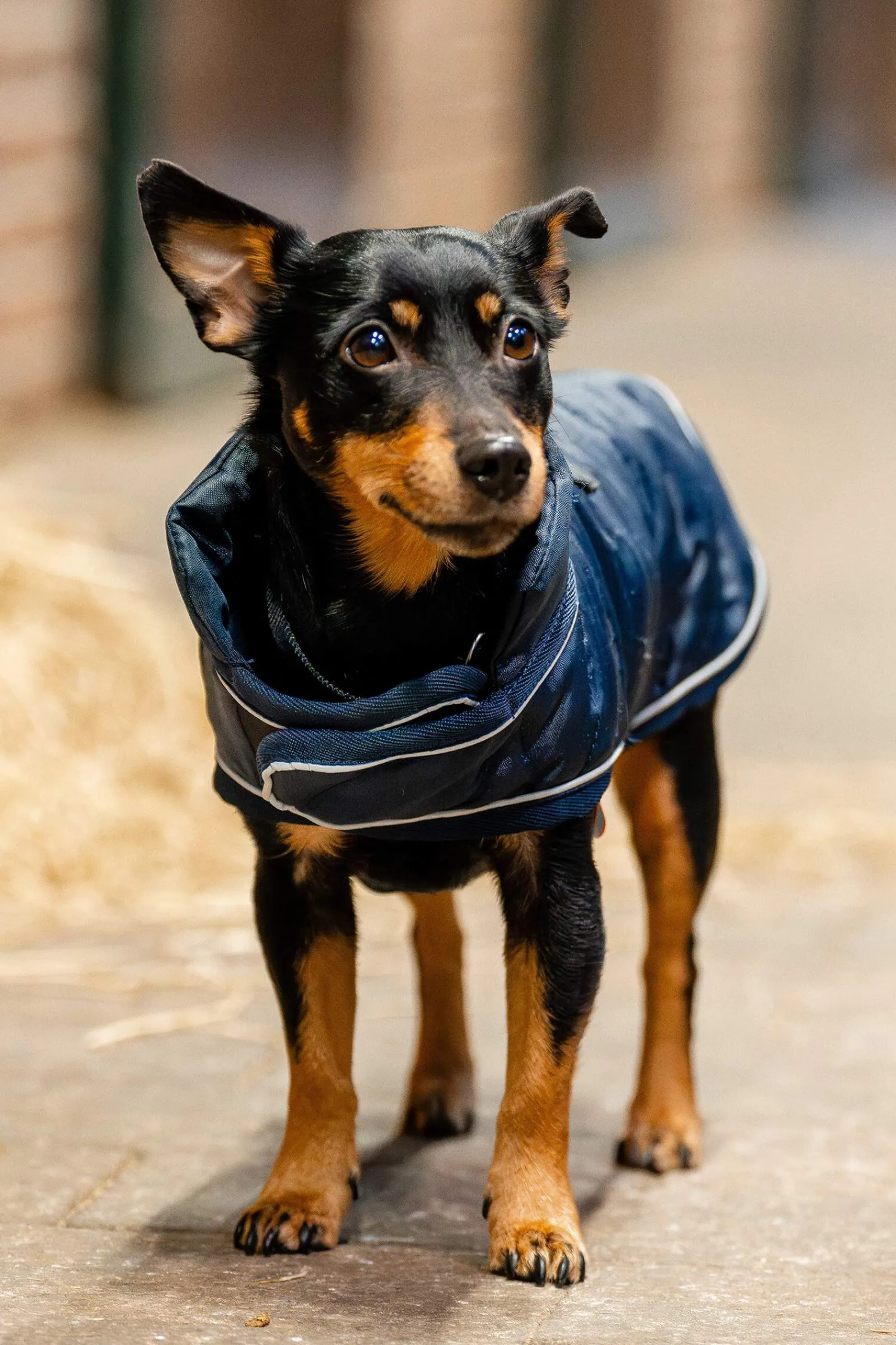 New Signature Dog Rug Dog Rugs & Coats