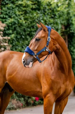 Online Signature Grooming Headcollar Headcollars & Halters