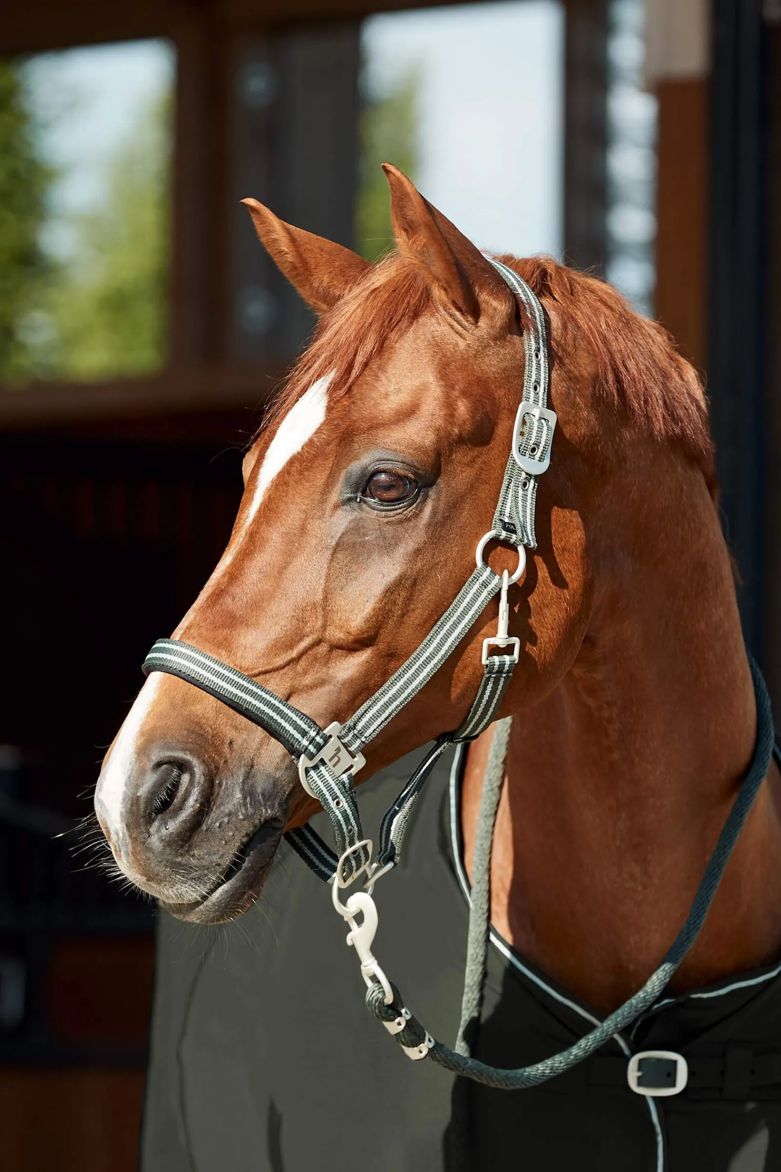 Sale Bari Halter & Lead Set Headcollars & Halters