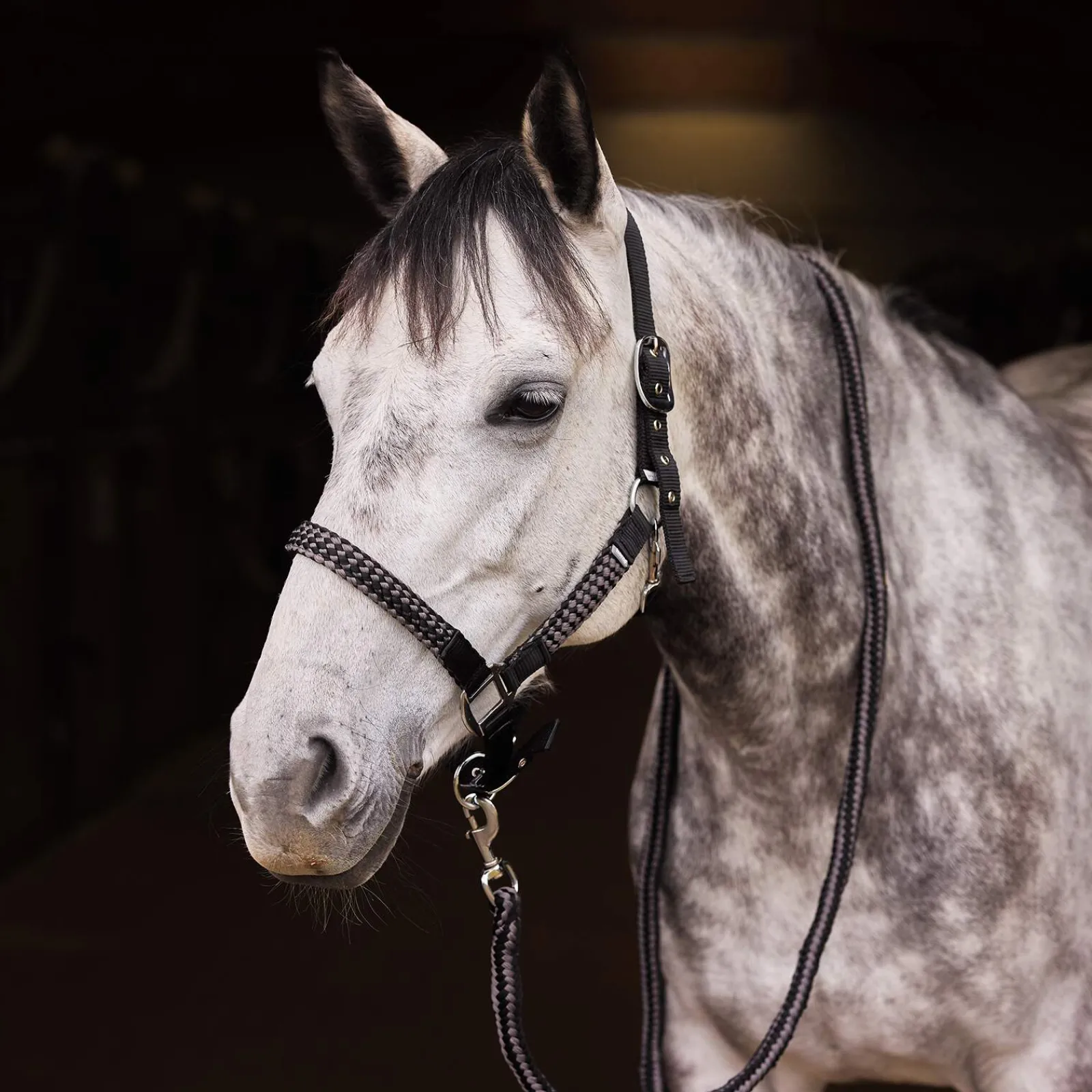 Discount Chicago Halter & Lead Set Headcollars & Halters