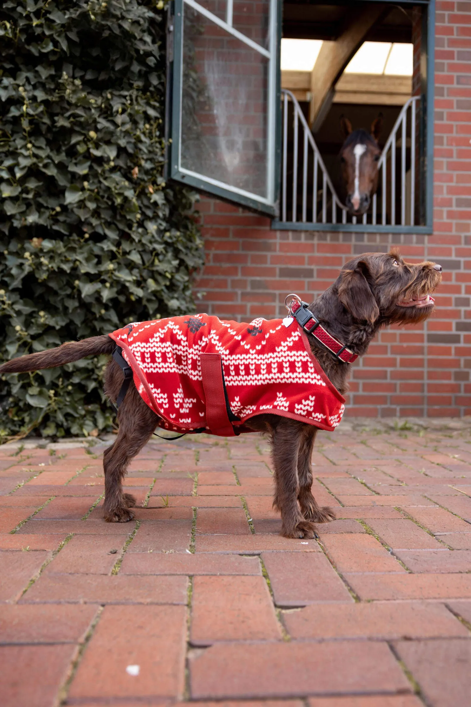 Clearance Christmas dog sweater Dog Rugs & Coats