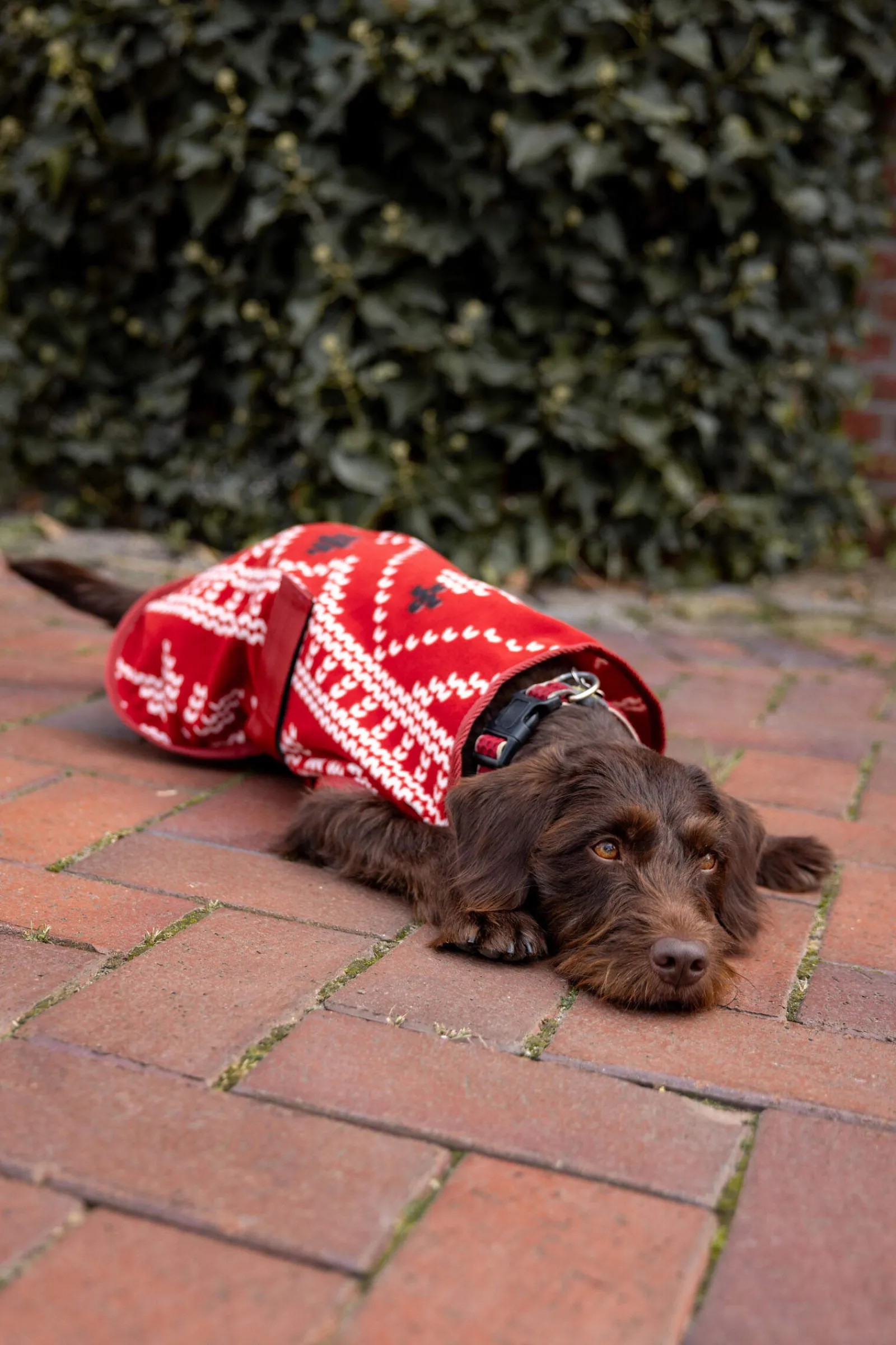 Clearance Christmas dog sweater Dog Rugs & Coats