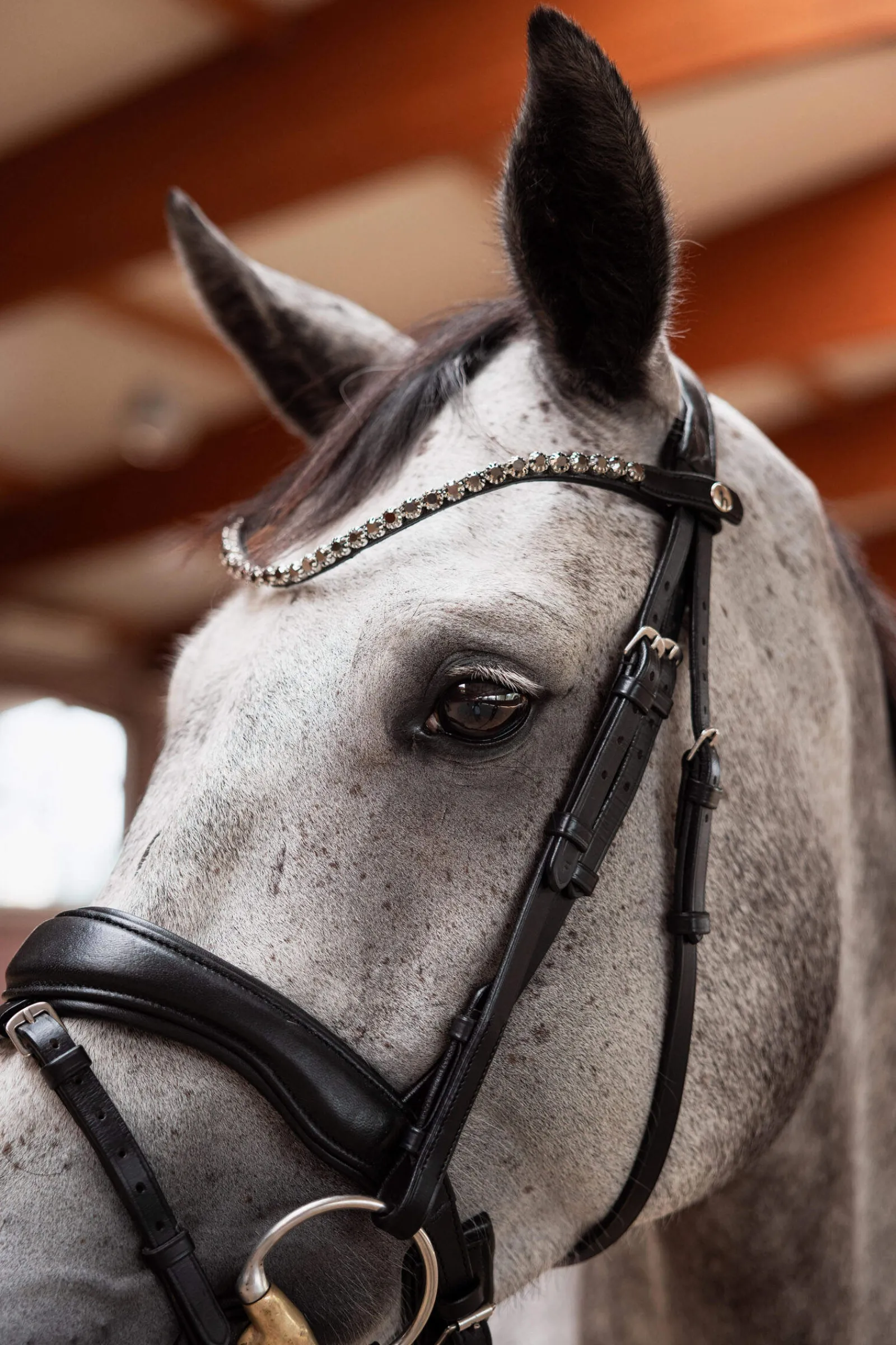 Sale Delémont Slim Browband Browbands
