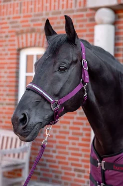 New Eternal Gaze Halter Set Headcollars & Halters