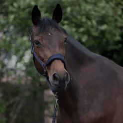 Best Graz Halter Headcollars & Halters