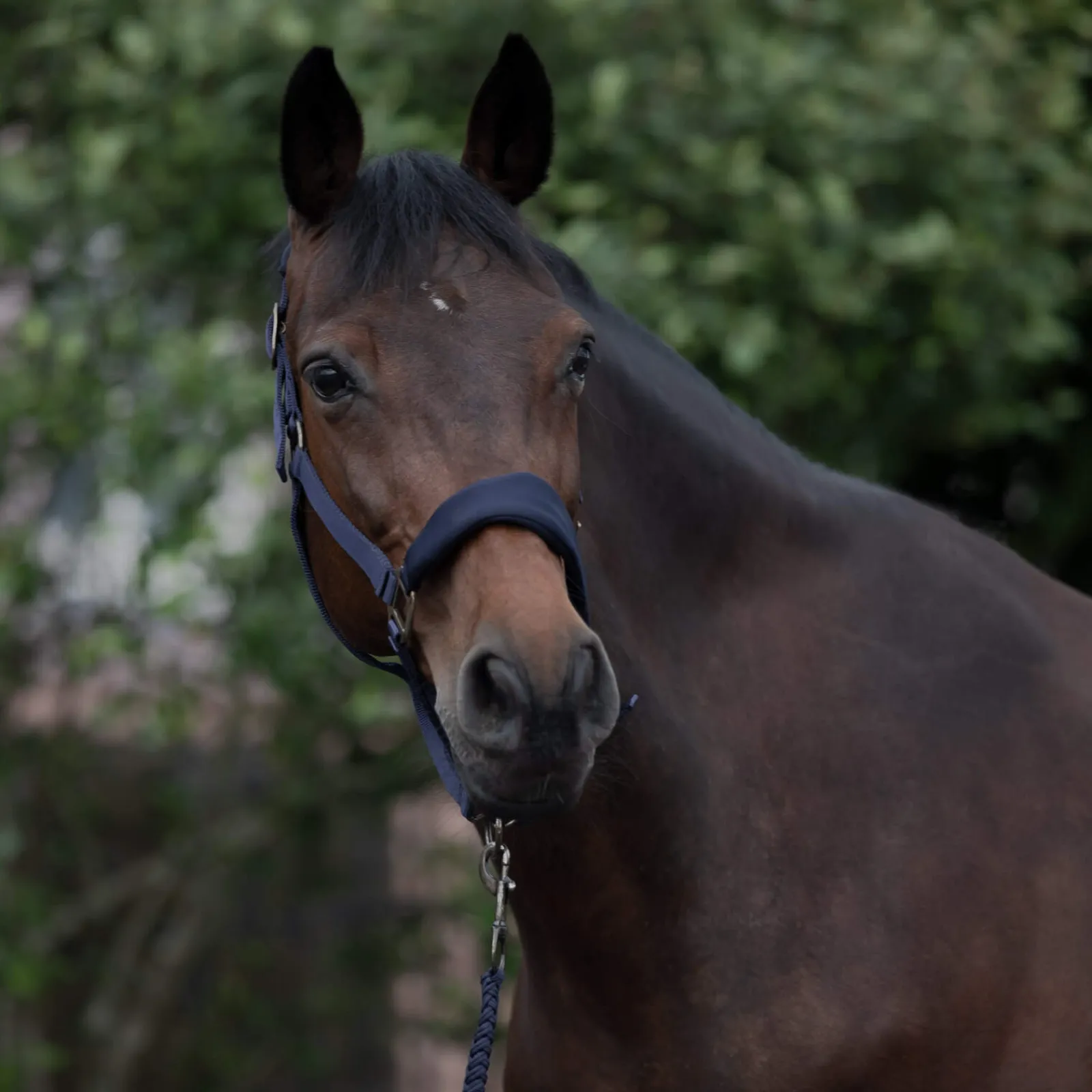 Best Graz Halter Headcollars & Halters