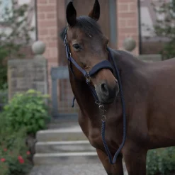 Best Graz Halter Headcollars & Halters