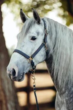 Sale Houston Halter Headcollars & Halters