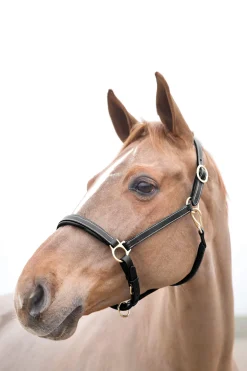 Sale Largo Leather Halter Leather Headcollars