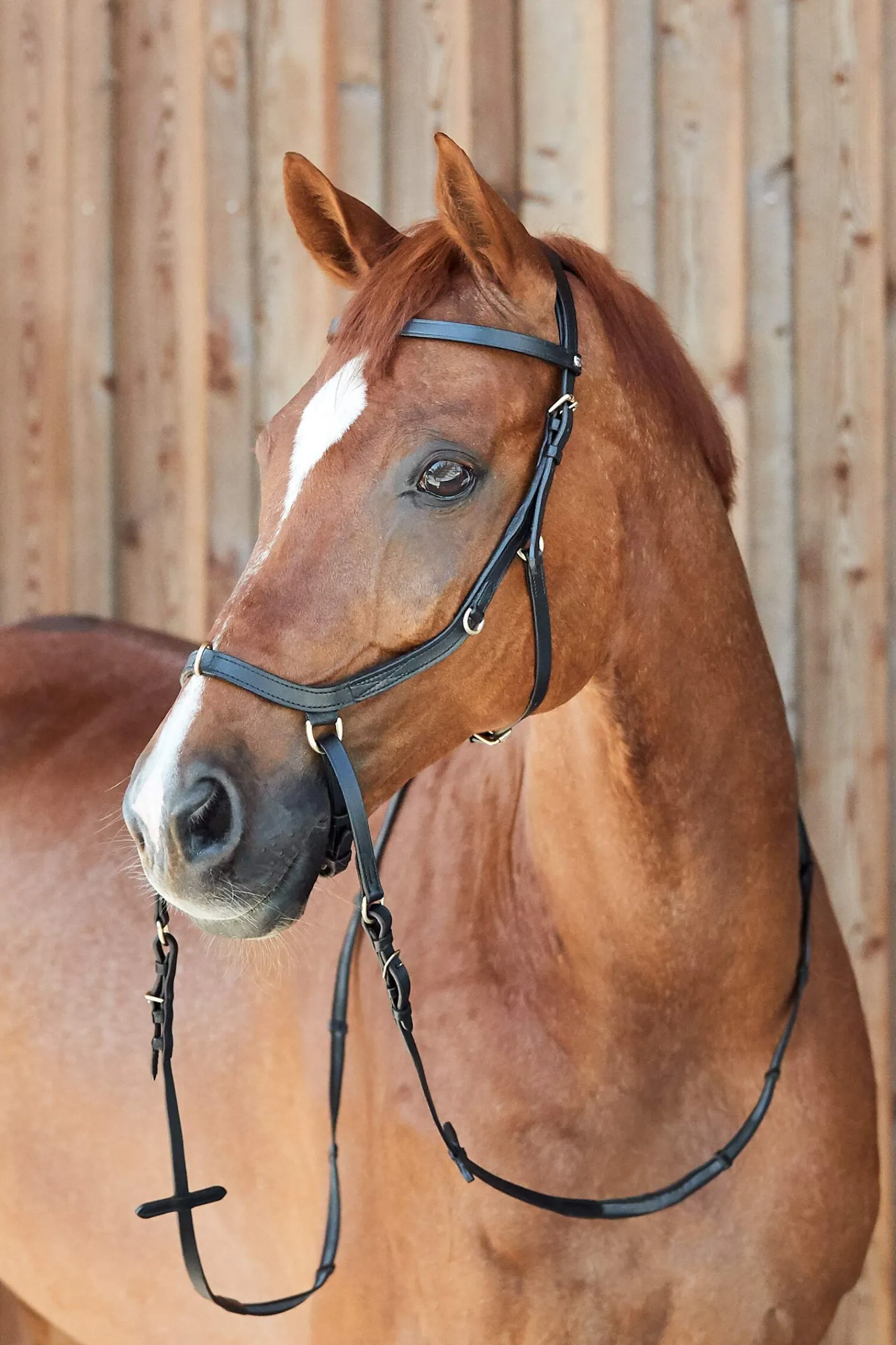 Clearance Orlando Combined Anatomical Bitless Bridle Pony Bridles & Halters|Bridles & Nosebands
