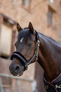 Discount Pegasus Pony halter set Headcollars & Halters