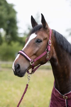 Outlet Physical Sophistication Halter Set Headcollars & Halters