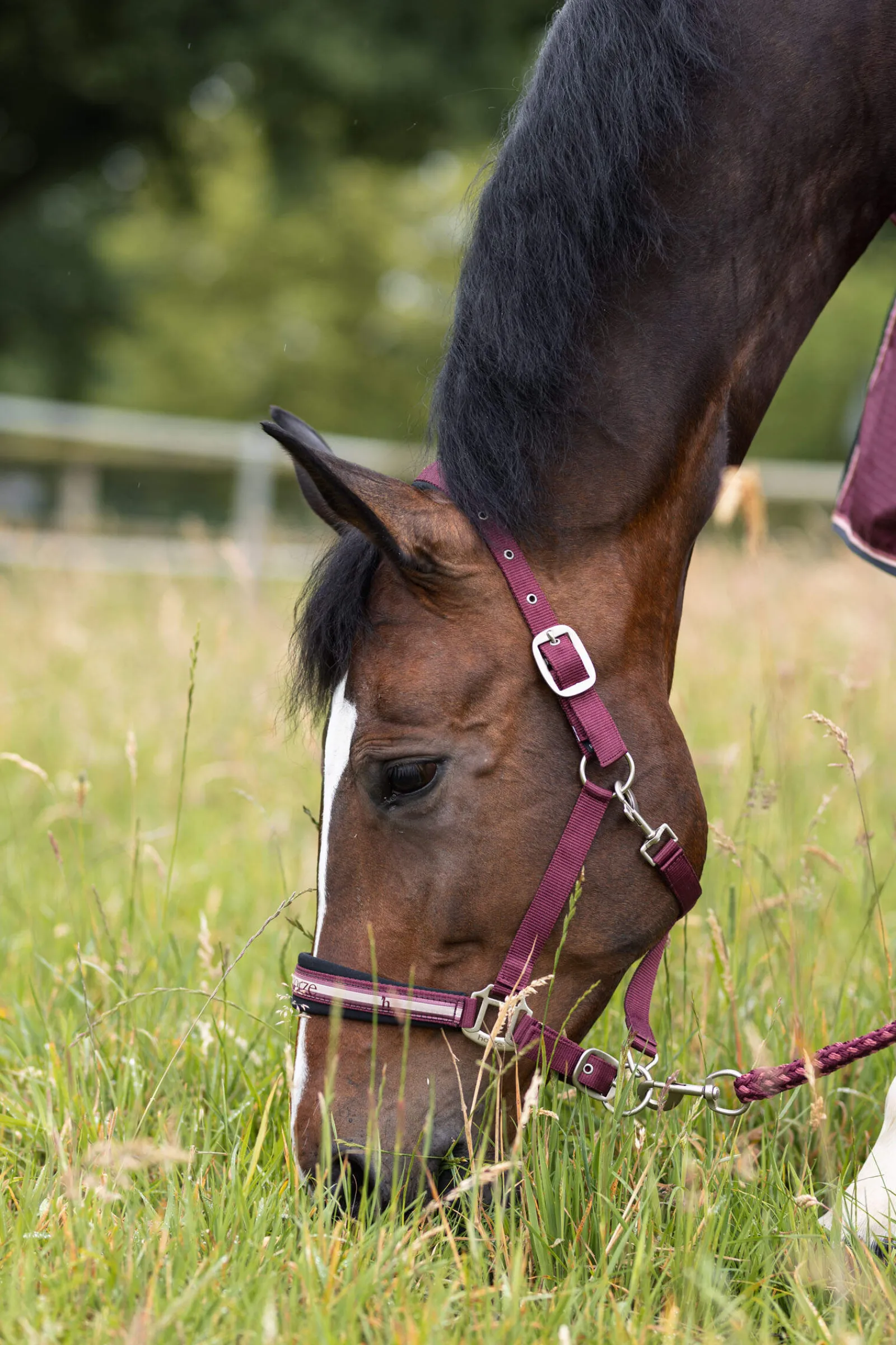 Outlet Physical Sophistication Halter Set Headcollars & Halters