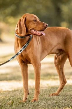 Discount Polo Dog Leash Dog Collars