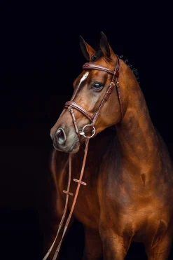 Fashion Sion Bridle with Reins Pony Bridles & Halters|Bridles & Nosebands