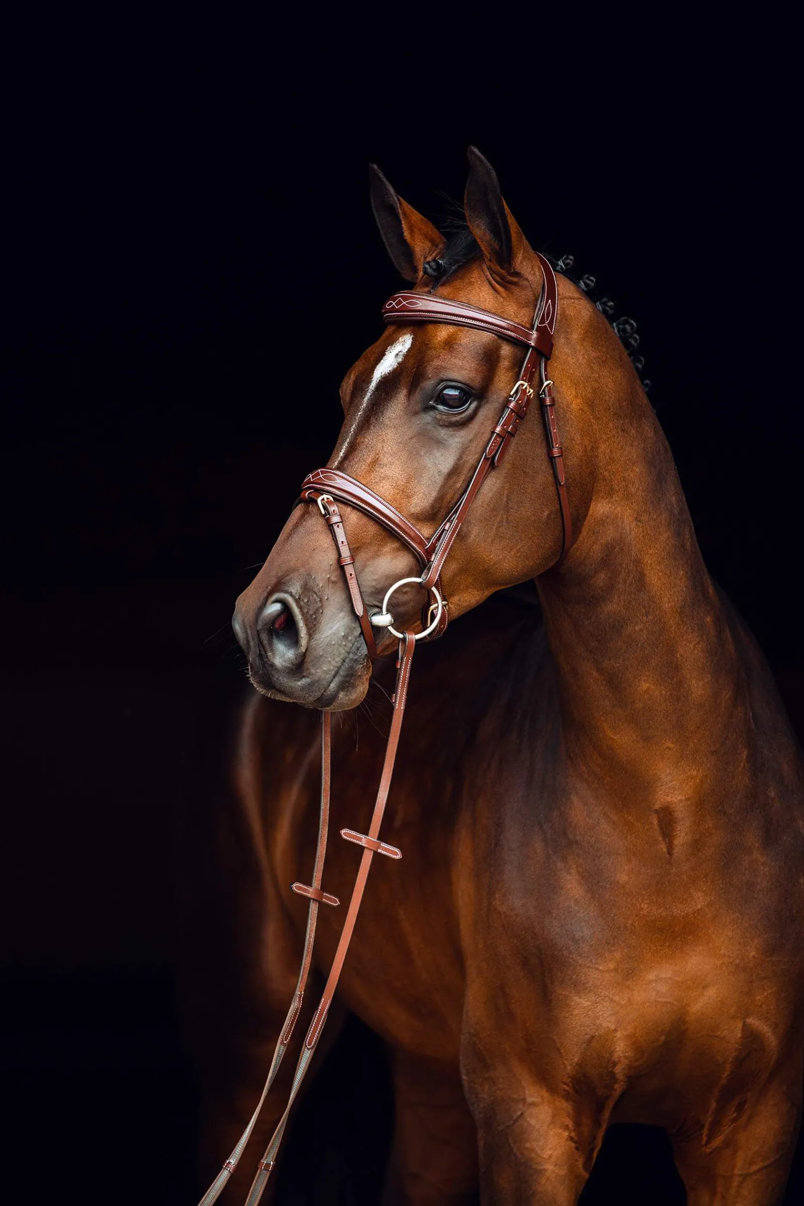 Fashion Sion Bridle with Reins Pony Bridles & Halters|Bridles & Nosebands