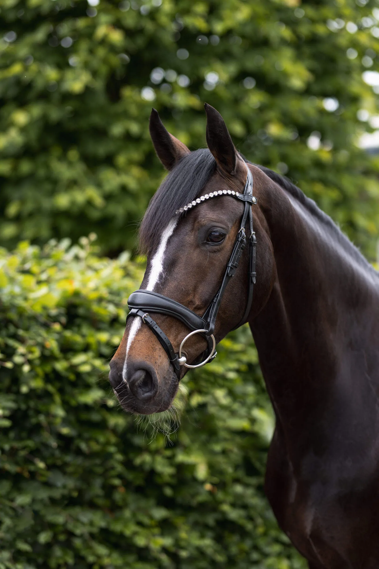 Hot Somerset Anatomic Bridle Pony Bridles & Halters|Bridles & Nosebands